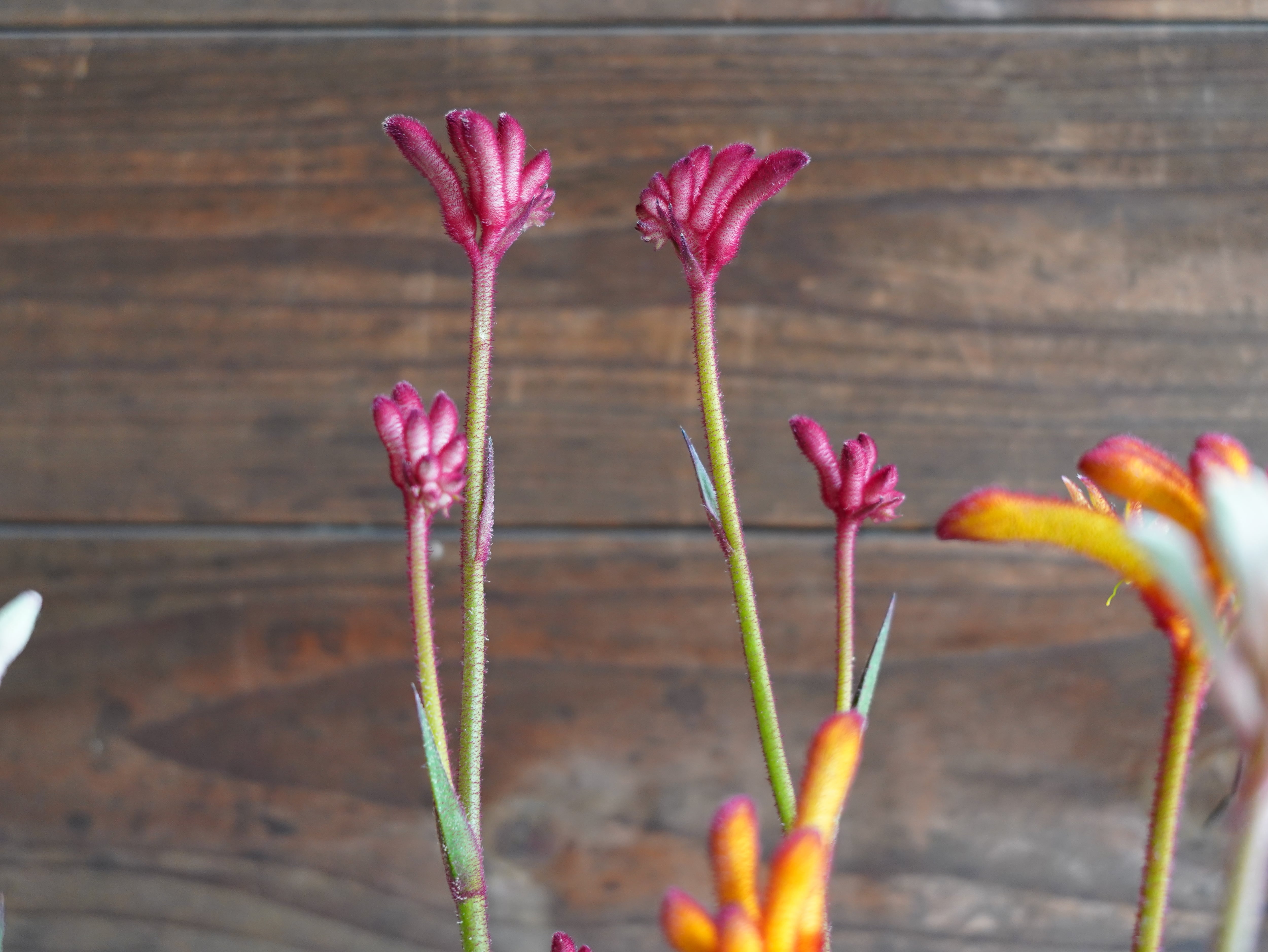 【現物】カンガルーポー Aセット(3色セット)