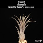 【reserved】ionantha 'Fuego' × chiapensis 〔エアプランツ〕現品発送T5333