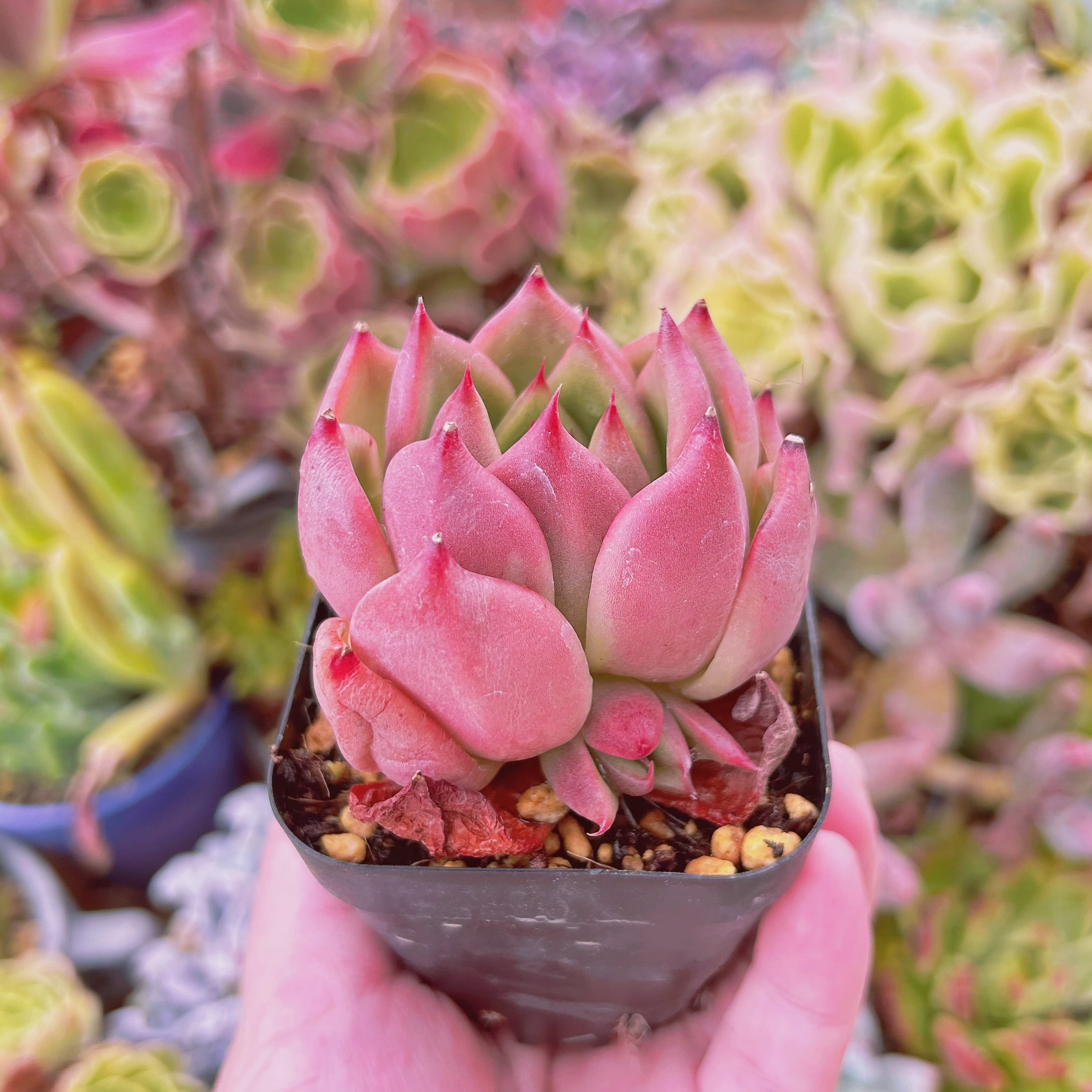 現物 多肉植物 マリアxロメオ 抜き苗 | るる農園~多肉植物専門