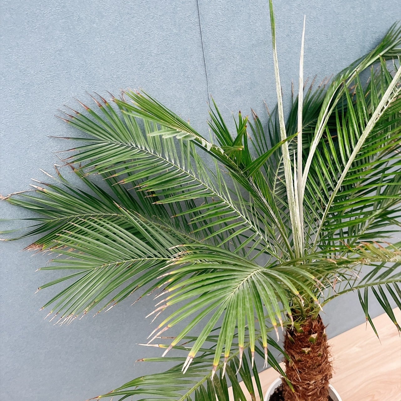 ［現品］E フェニックスロベレニー　8号　観葉植物　室内　ヤシ　南国風　人気 現品］E フェニックスロベレニー 8号 観葉植物 室内 ヤシ 南国風