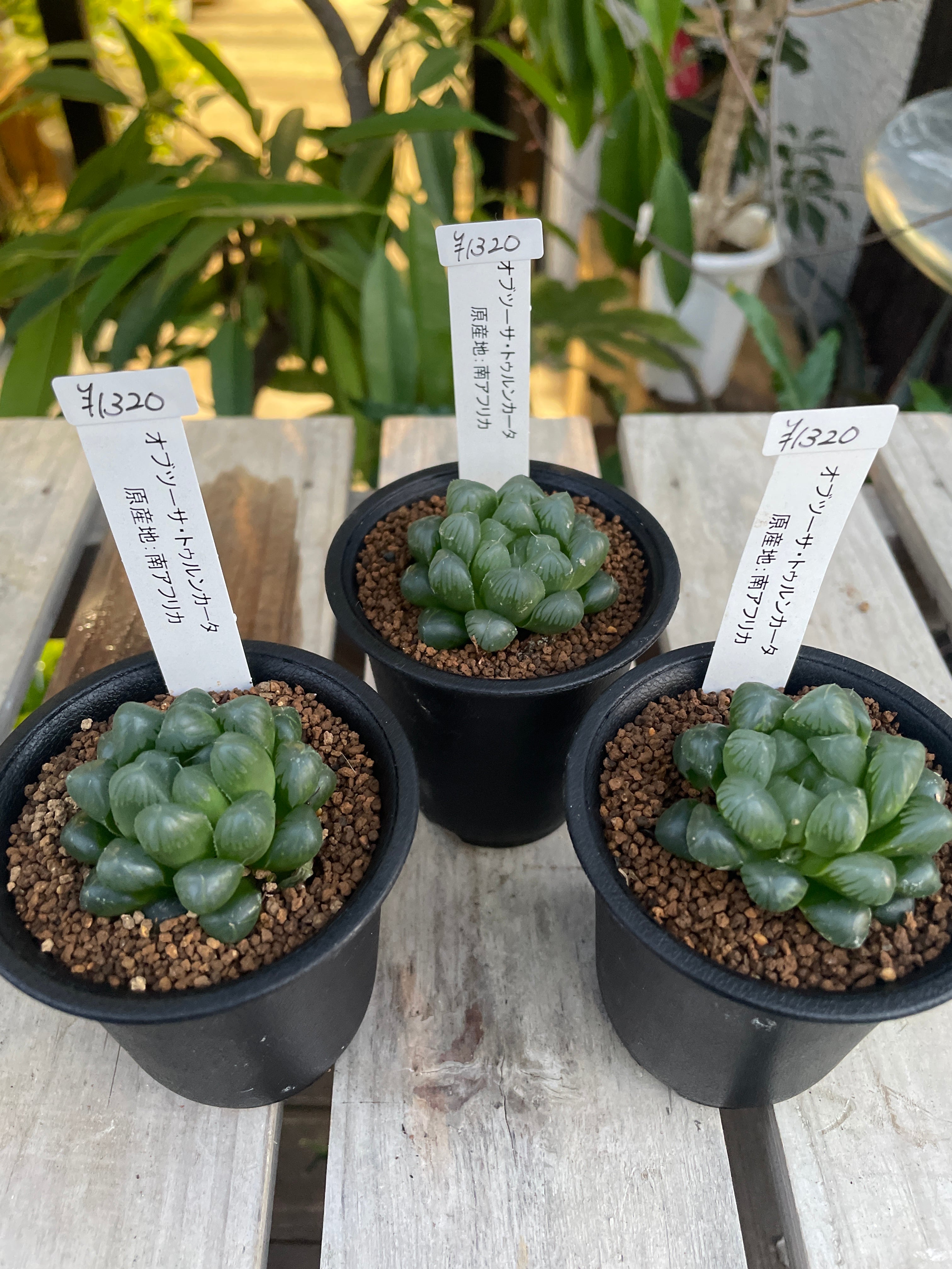 多肉植物 ハオルチア 白雪絵巻錦糊斑（2C ハオルチア 多肉植物 鬼岩城  