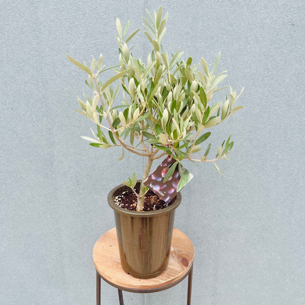 現品］23番 フィカス アルテシマ 8号 観葉植物 室内 大型 特大 ゴムの