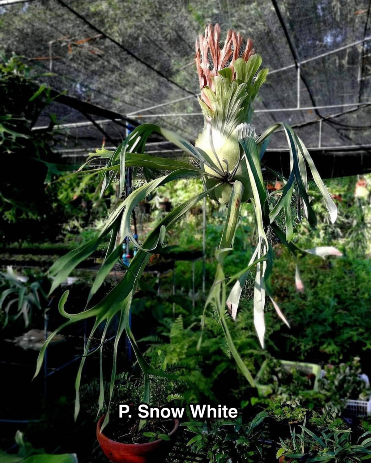 P.Snow White 【artPLANTs/PLANTS GARAGE】ビカクシダ/Platycerium 