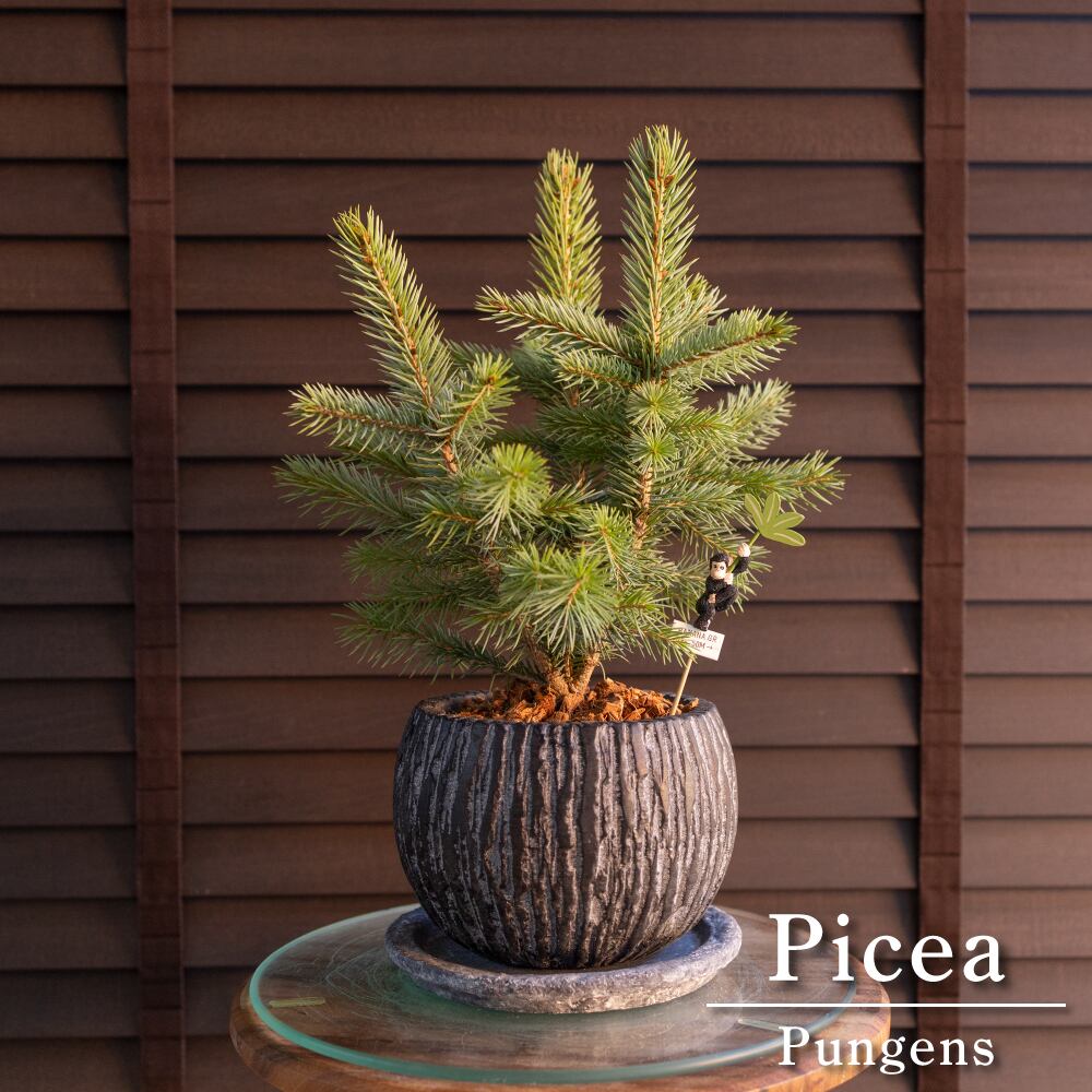 ピセア プンゲンス Picea pungens コロラドトウヒ 5号 陶器鉢 ピック付 ドイツトウヒ 1206NV