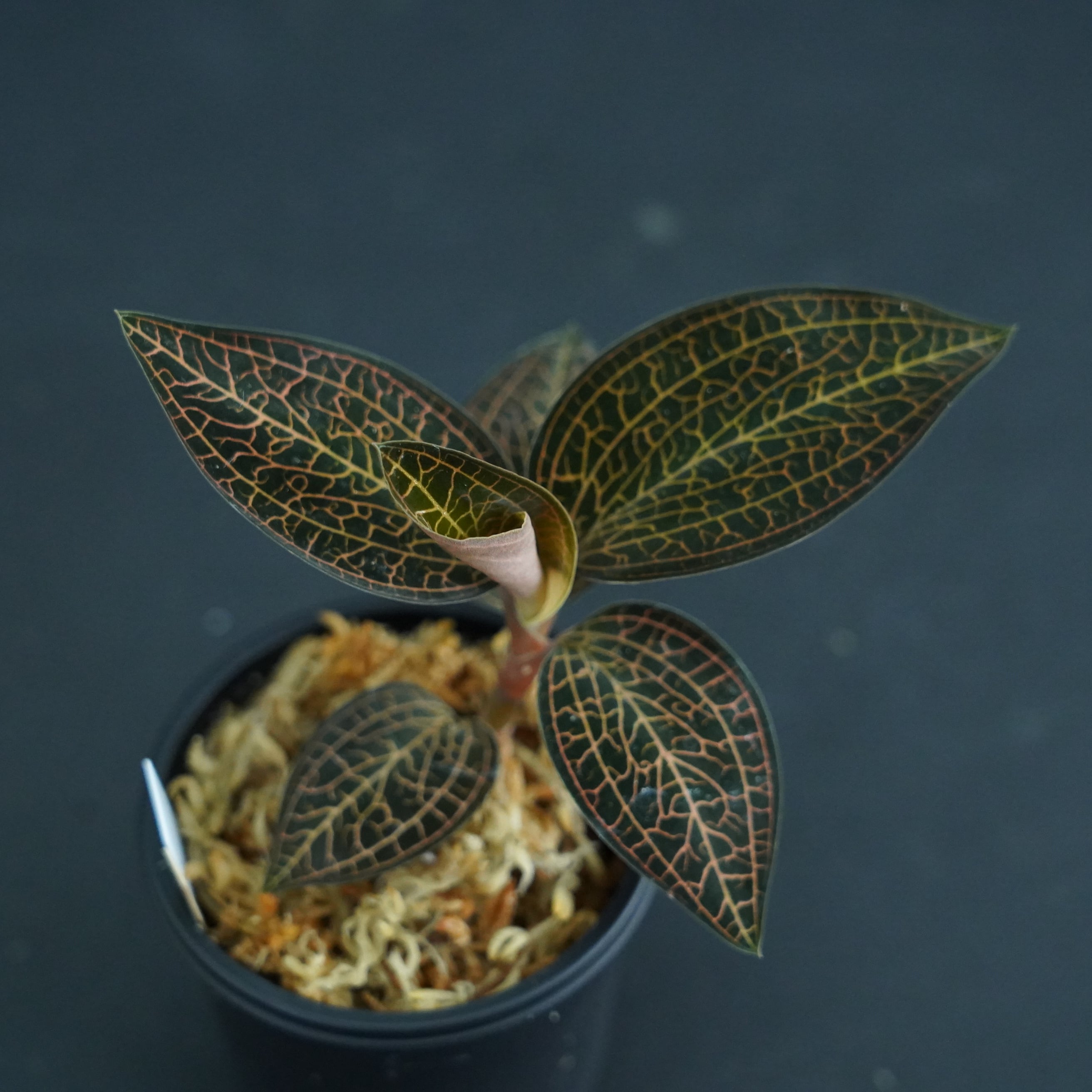 ◆現品◆ルドキルス【ジュエルオーキッド宝石蘭/石崎バイオ】#591