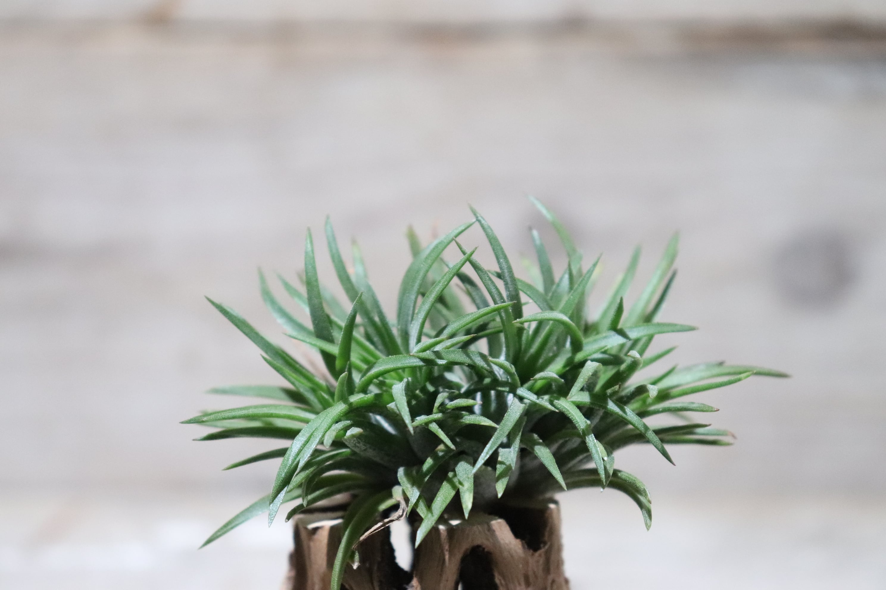 Ionantha Mexico No.3041 Crested Form 速達 開花が見れない子のフライングポスト T. ionantha Mexico No.3041