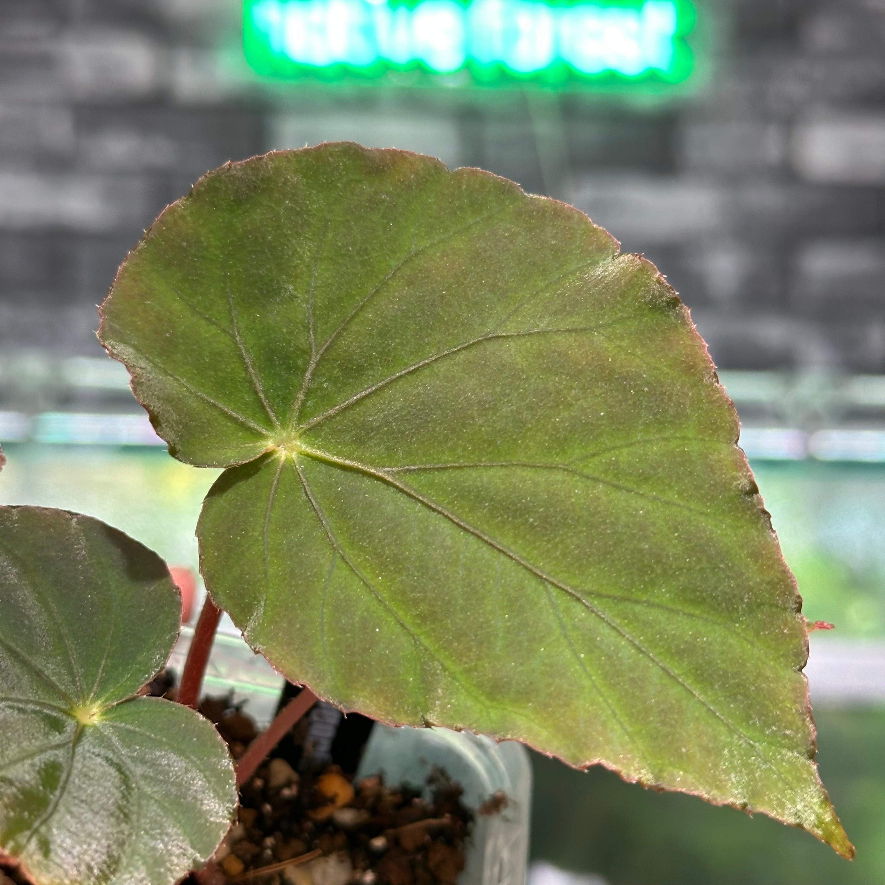 Begonia pavonina | レアプランツ専門店 -native forest- オンライン