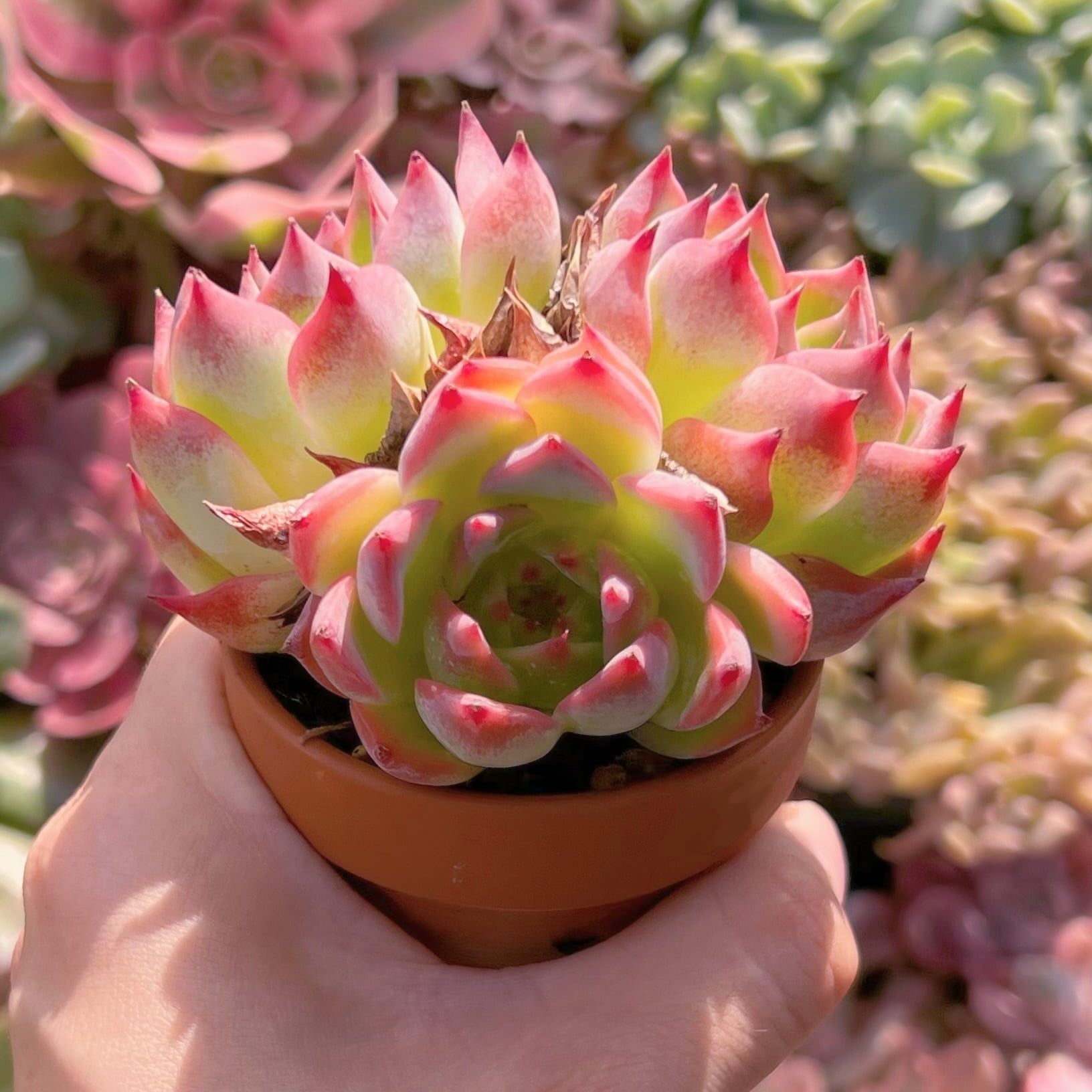 多肉植物 シモヤマコロラータ 新入荷 | るる農園~多肉植物専門