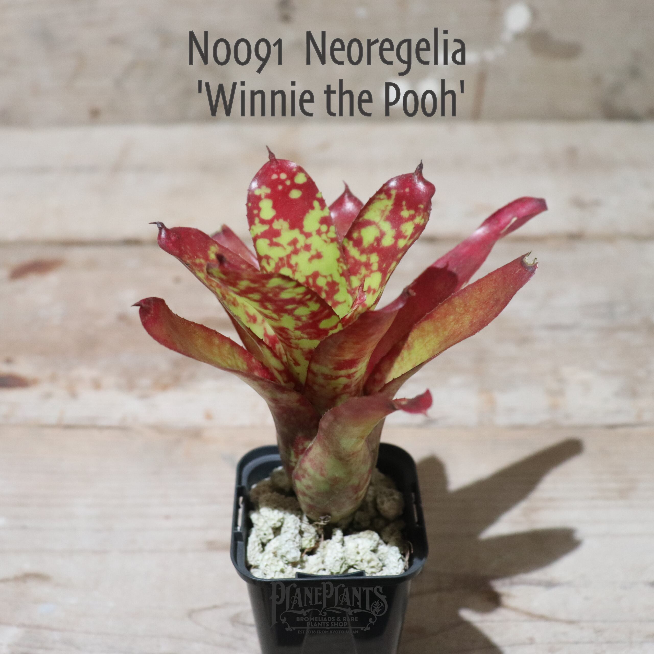 【送料無料】Neoregelia 'Winnie the Pooh'〔ネオレゲリア〕現品発送N0091