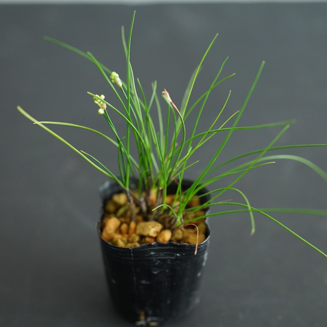 ミヤマラッキョウ　苔テラリウム作製用素材