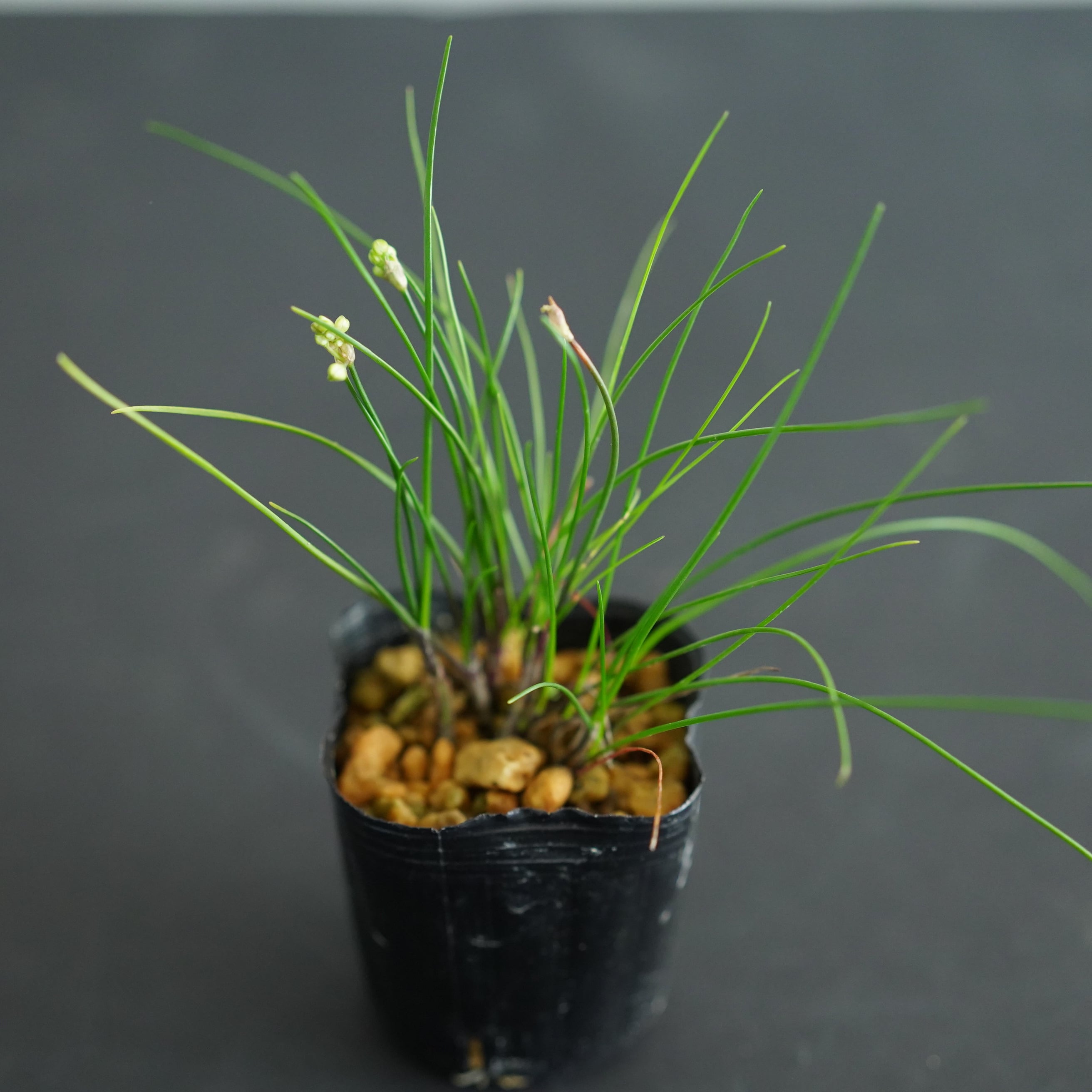 ミヤマラッキョウ 苔テラリウム作製用素材