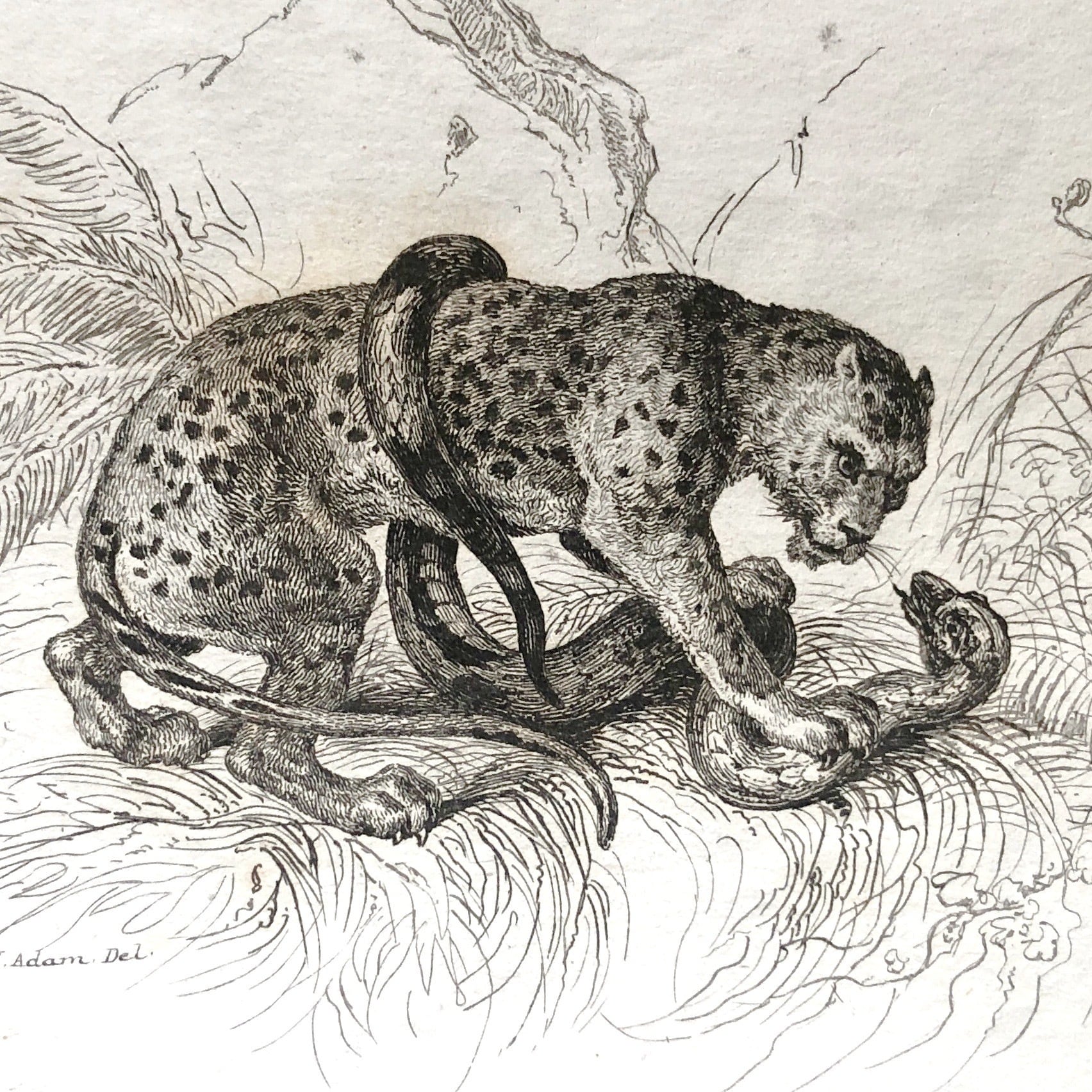 アンティーク銅版画 アンティーク銅版画「ヒョウ、ユキヒョウ」 | メルキュール骨董店