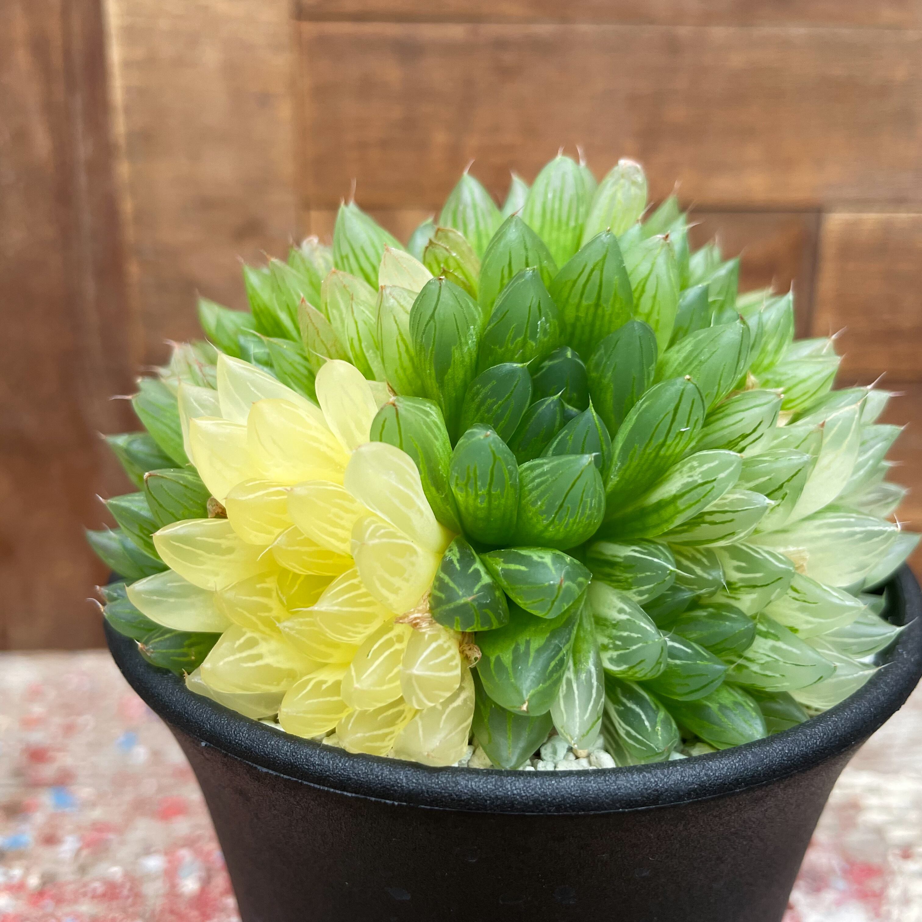 Haworthia cooperi var. pilifera 【ハオルチア・特選ピリフェラ