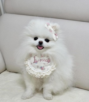 予約 【pecoramou select】Flower lovely bib