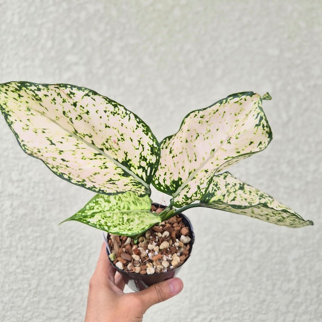 《Aglaonema Kamkoon White》  観葉植物 ／ポット発送