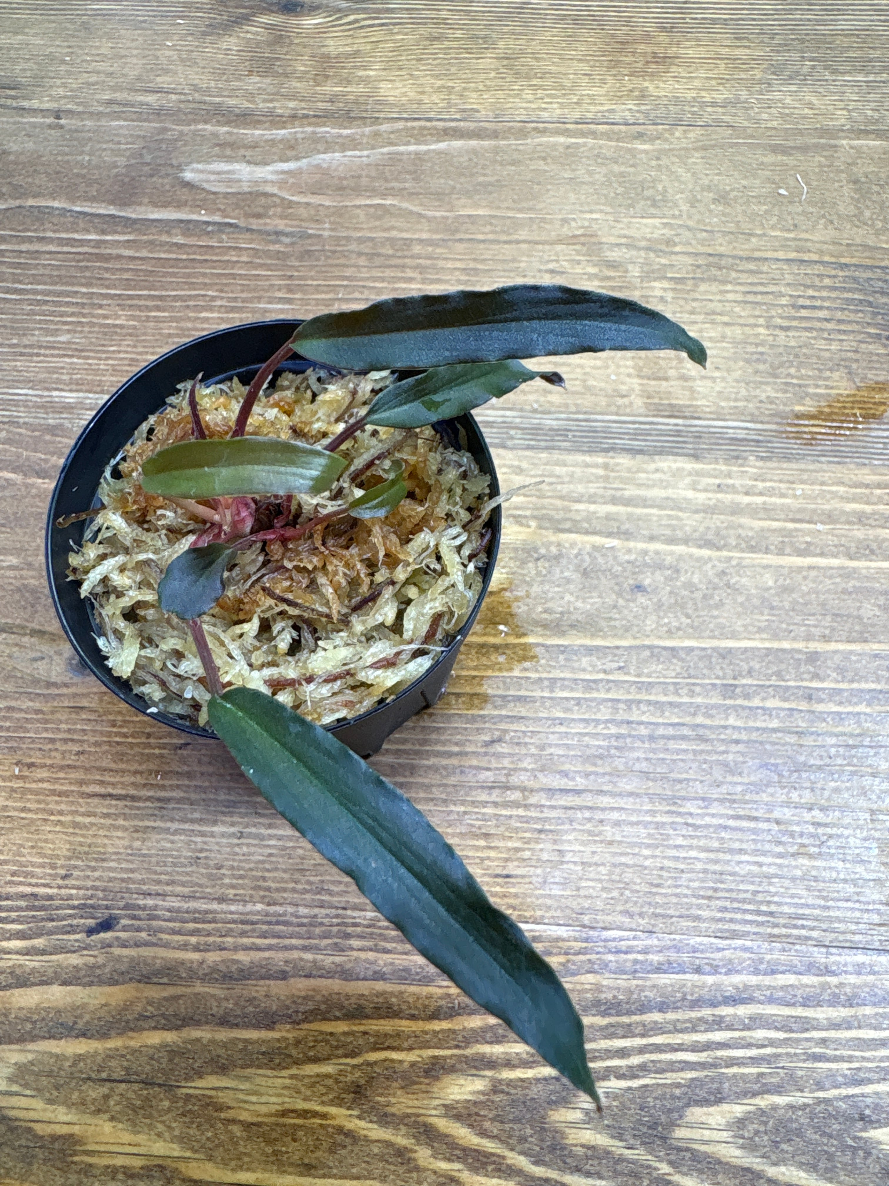 ホマロメナ | Plants Base