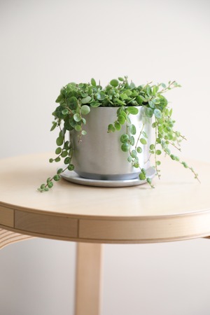 【S】ペペロミア プロストラータ タートル/Peperomia oides