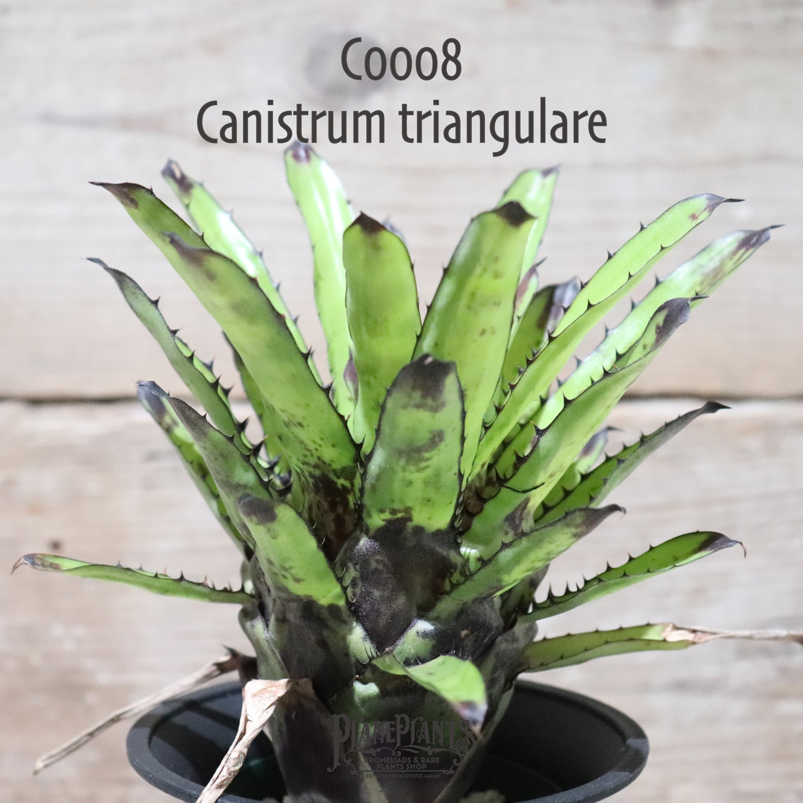 Canistrum | plane plants