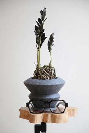 【希少】【M】ザミオクルカス ダークザミクロ　※陶器鉢付き