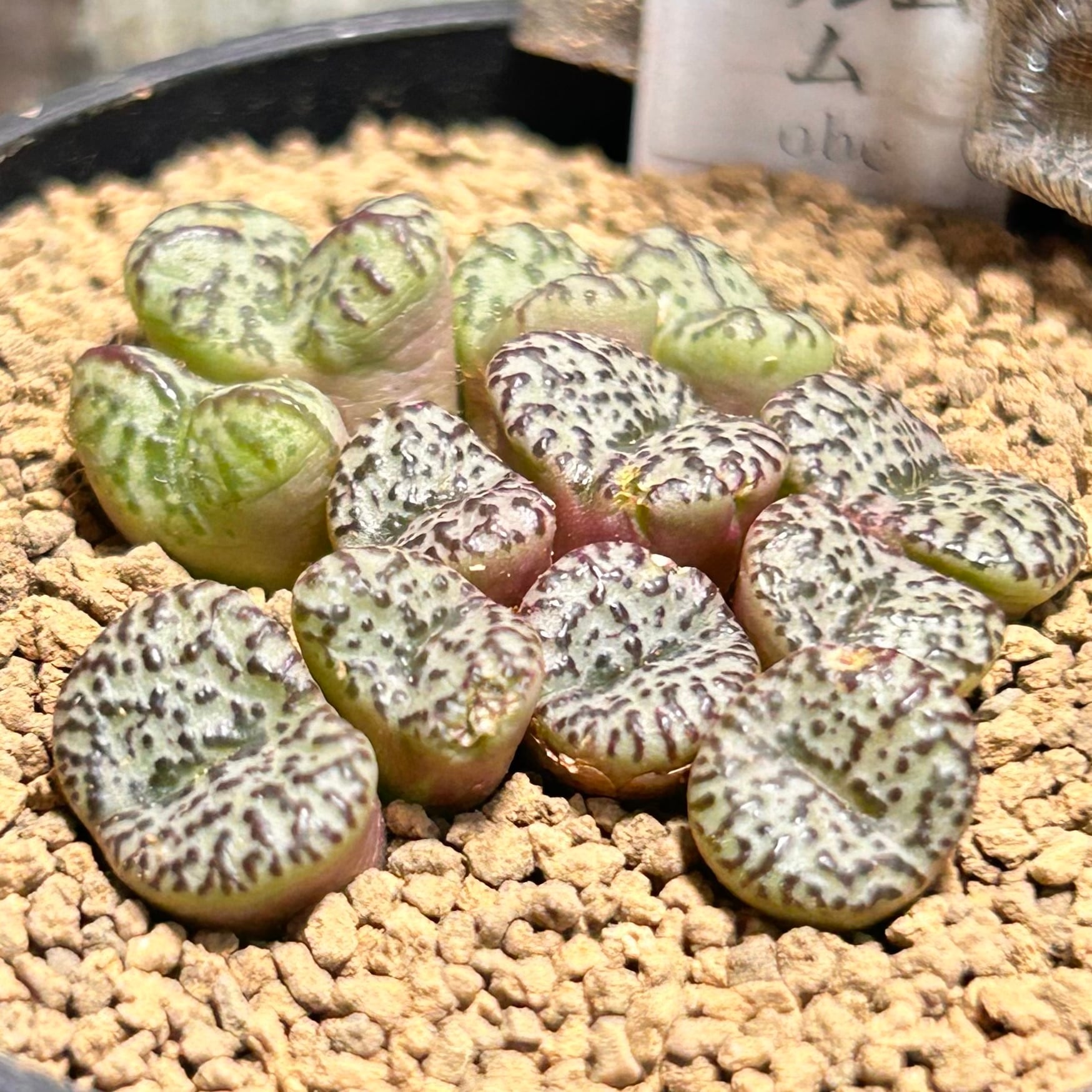 コノフィツム オブコルデルム(冬型) | RuPo 多肉植物専門店