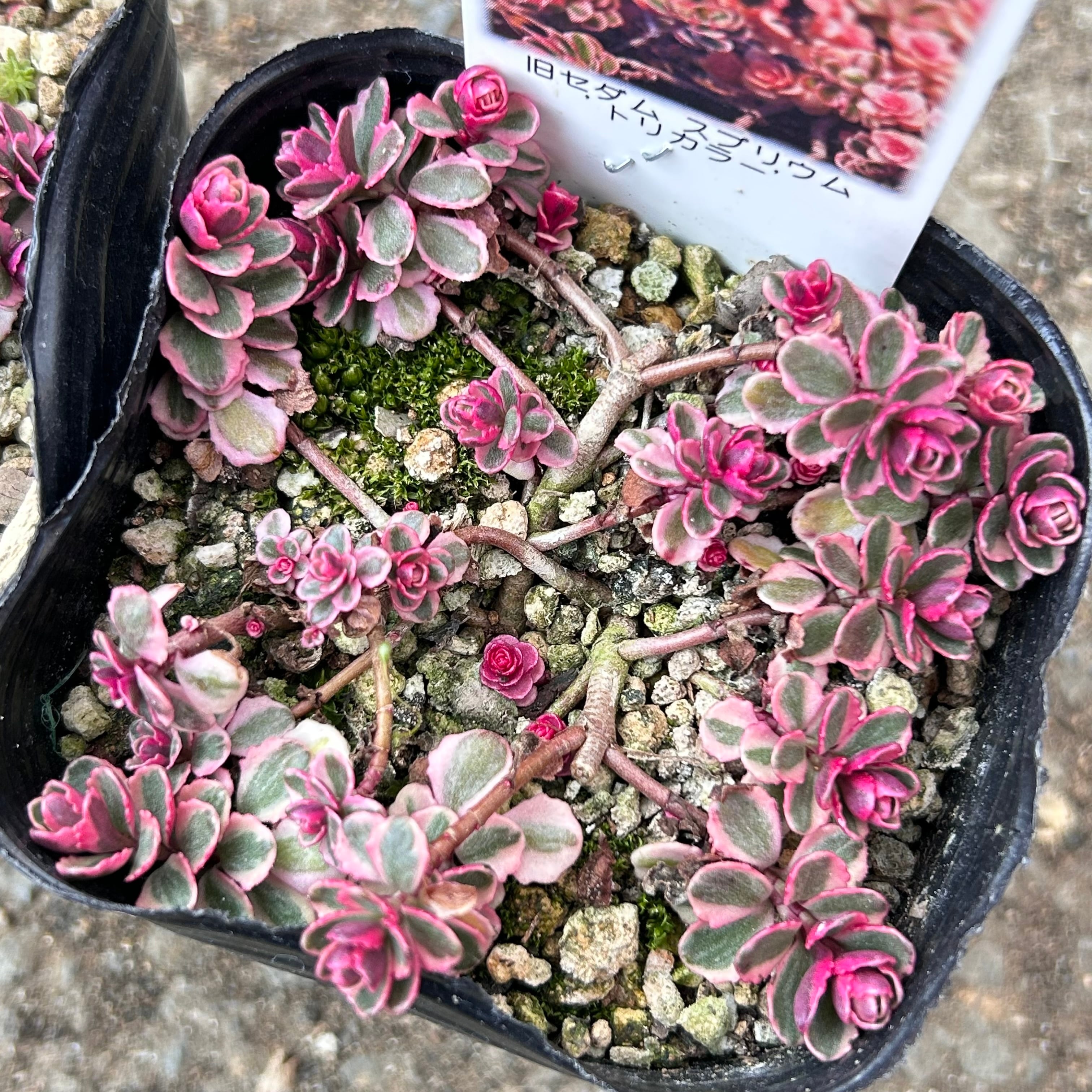 ウェディングドレス錦 アエオニウム | RuPo 多肉植物専門店