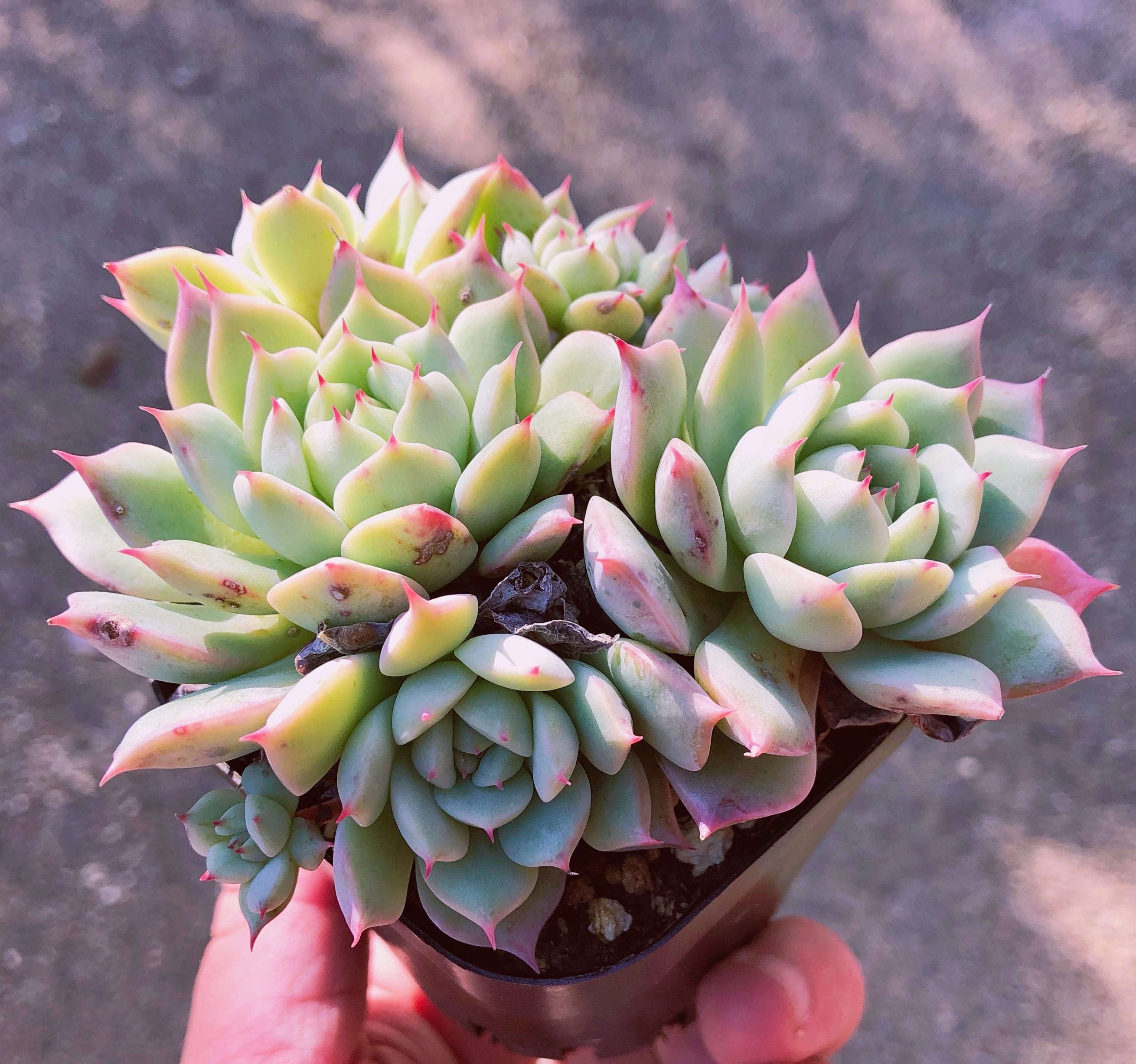 多肉植物　ティッピー　群生　抜き苗