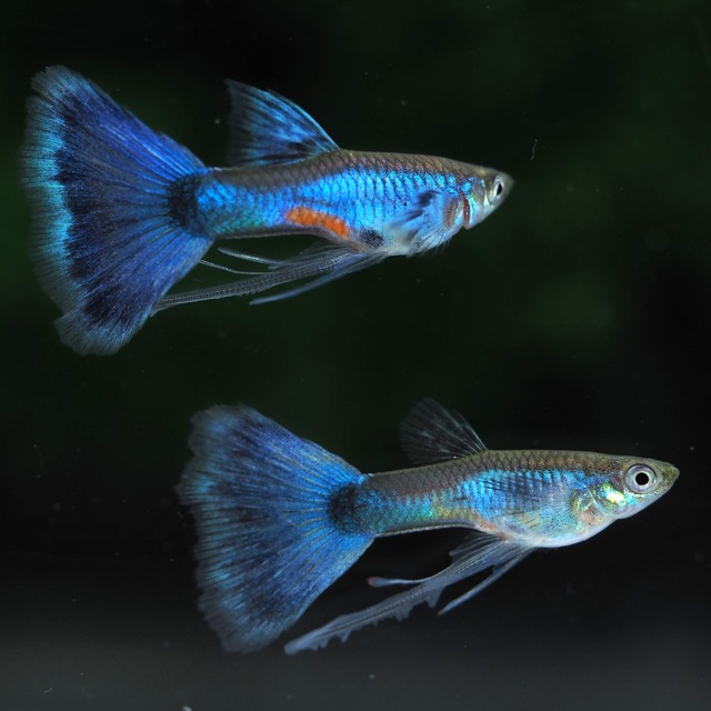 【セール】ラズリーブルーテールリボン　若魚1カルテット＋おまけ1ペア