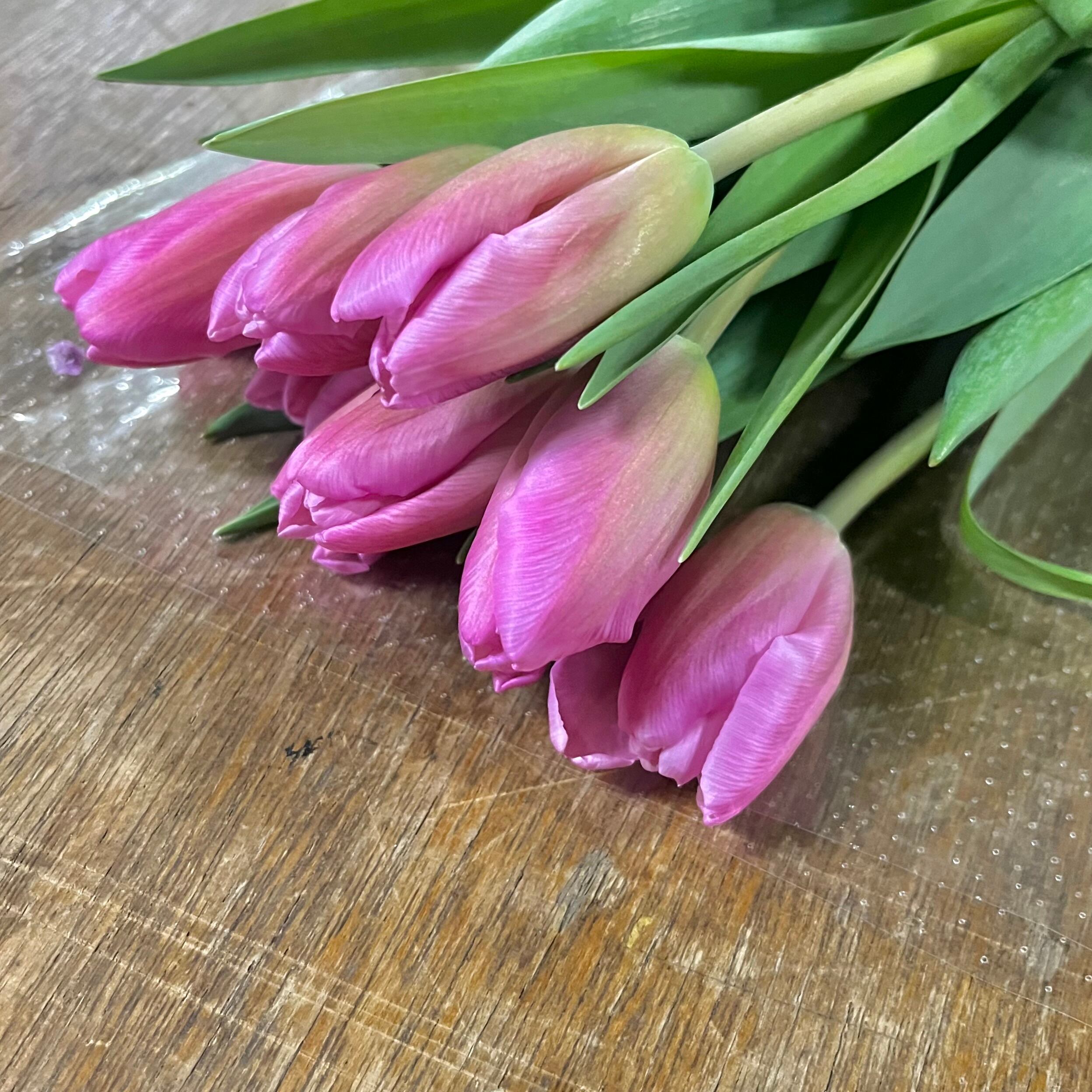 ブラックフライデー】初物チューリップ ピンク（一重咲き） 10本