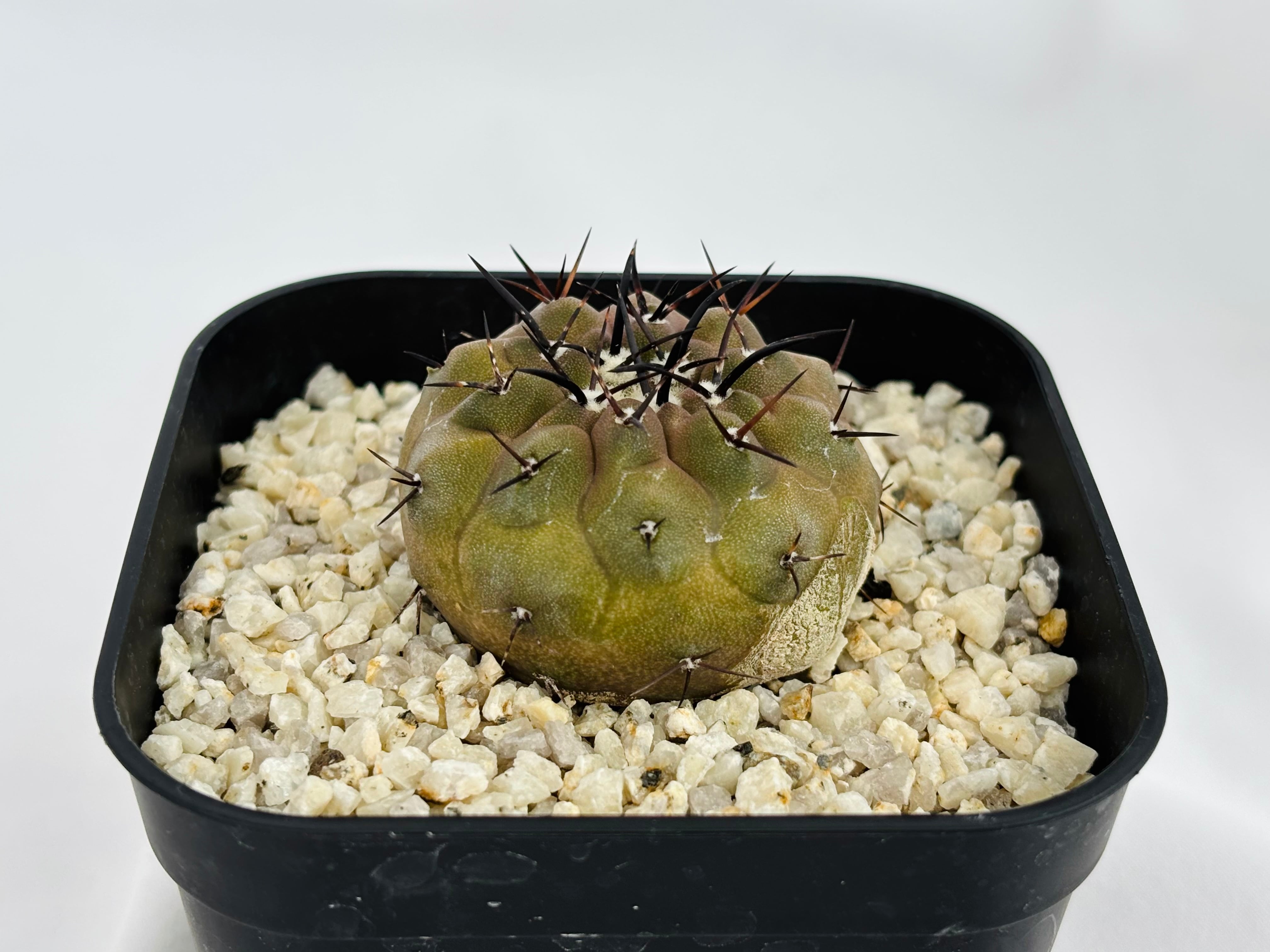 サボテン　コピアポア　黒王丸　シネレア Copiapoa cinerea コピアポア シネレア 黒王丸 サボテン | plants MARU