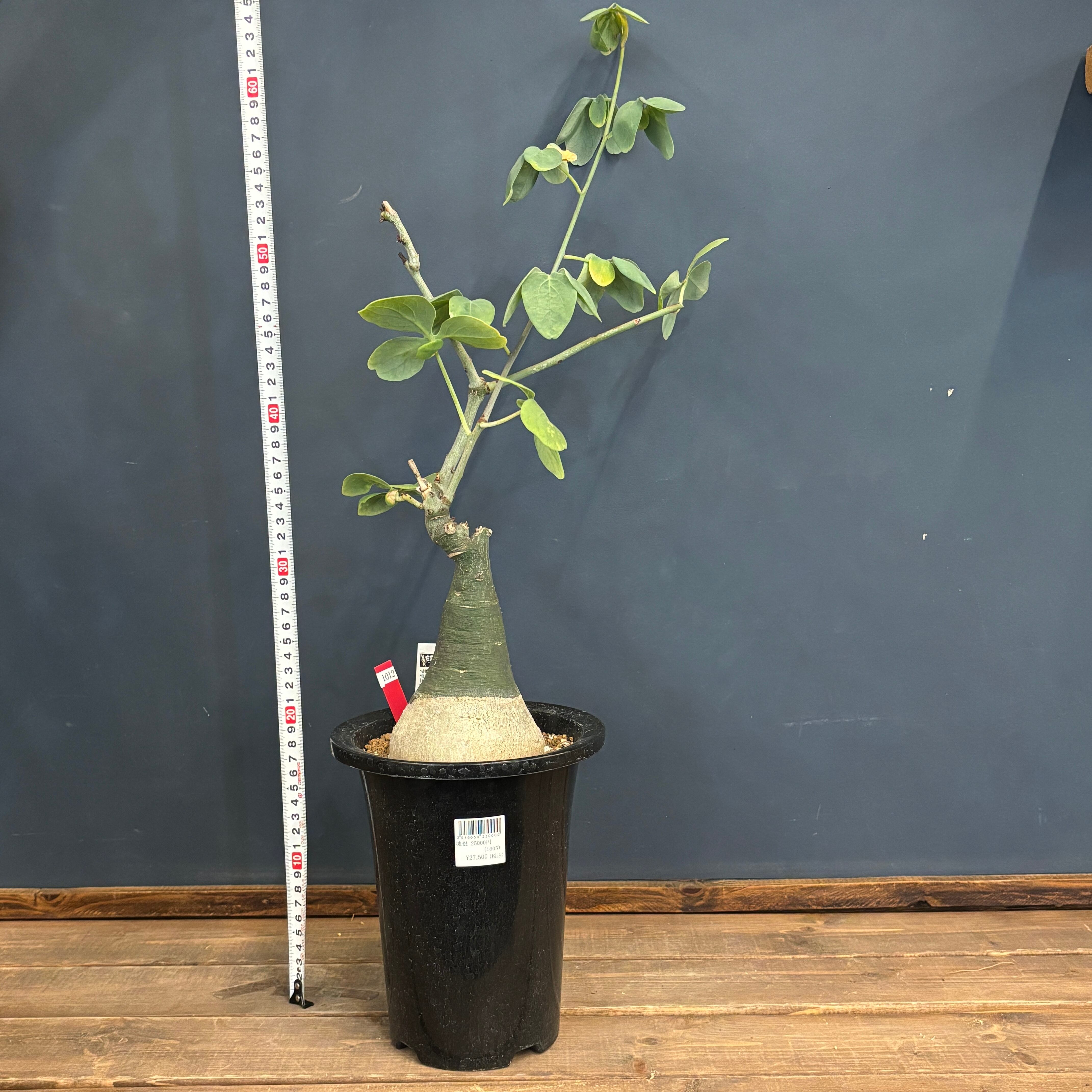 クリアランス】アデニア グラウカ【1012】 | PROTOLEAF プロトリーフ