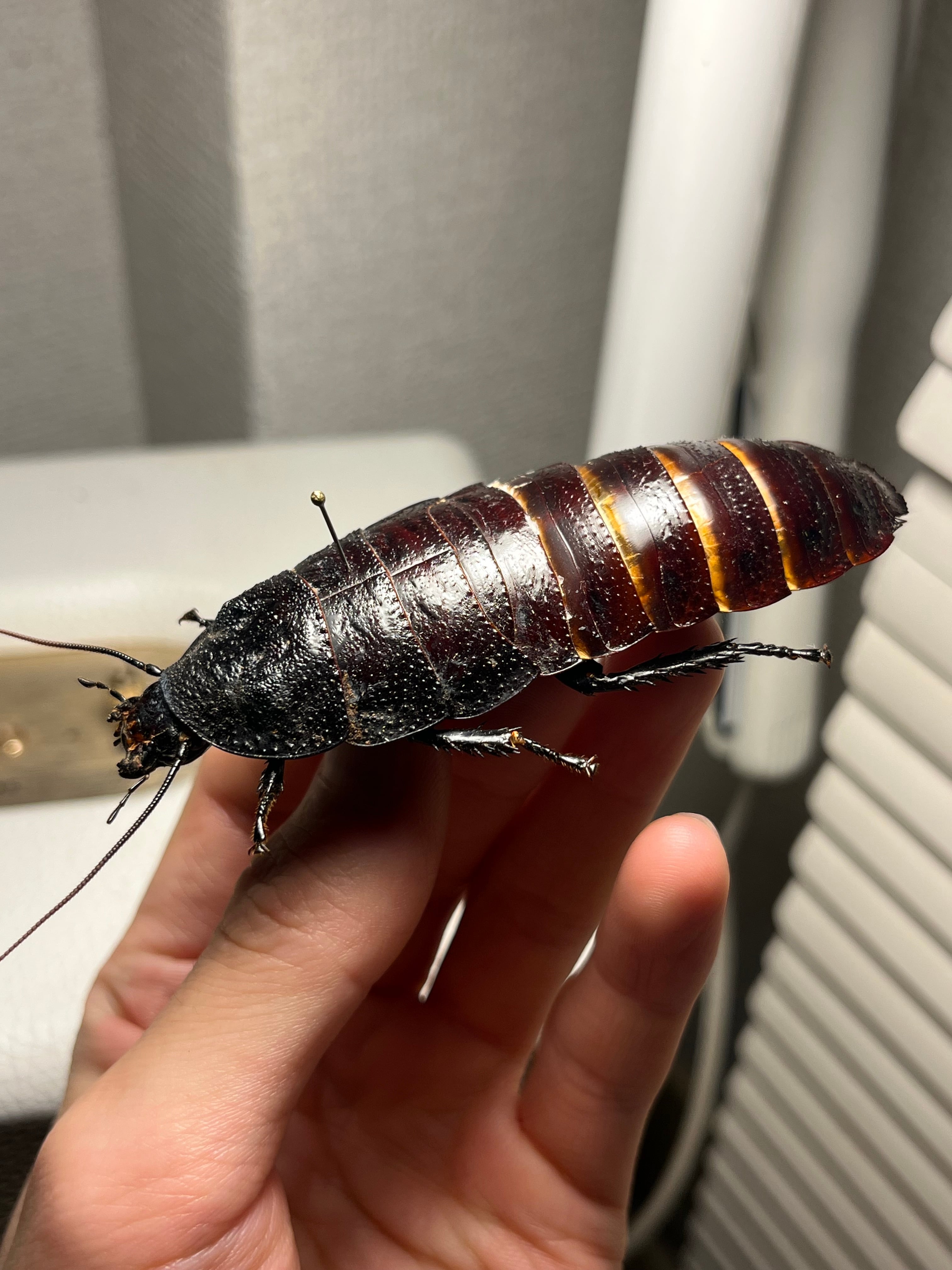 蜚最大級】マダガスカルゴキブリ オブロンゴナタ？ 標本