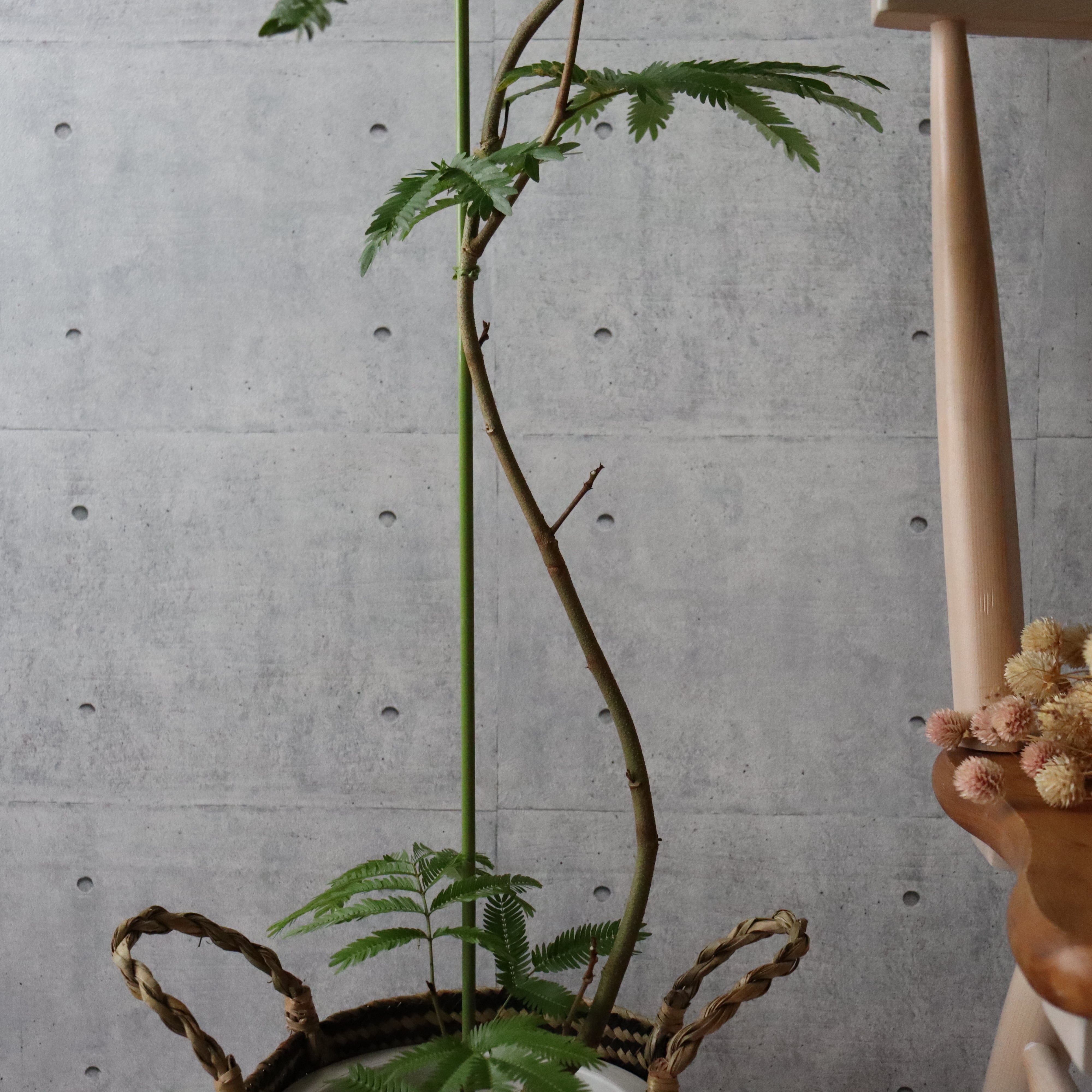 【 スタイル◎140cm】エバーフレッシュ 曲がり 7号 観葉植物 室内 大型