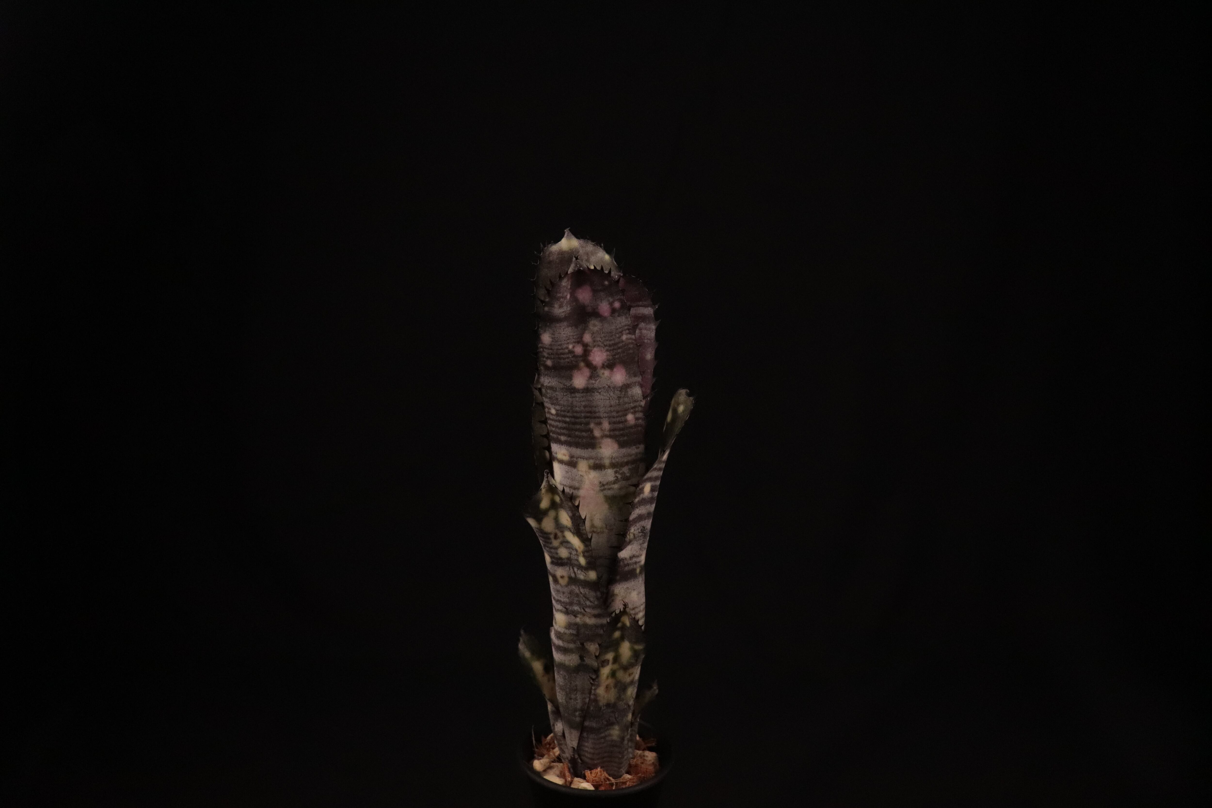 reserved】Billbergia 'Kolan Purple Piranha'〔ビルベルギア〕現品