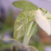 Alocasia Ninja Tricolor│アロカシア ニンジャ 斑入②│観葉植物