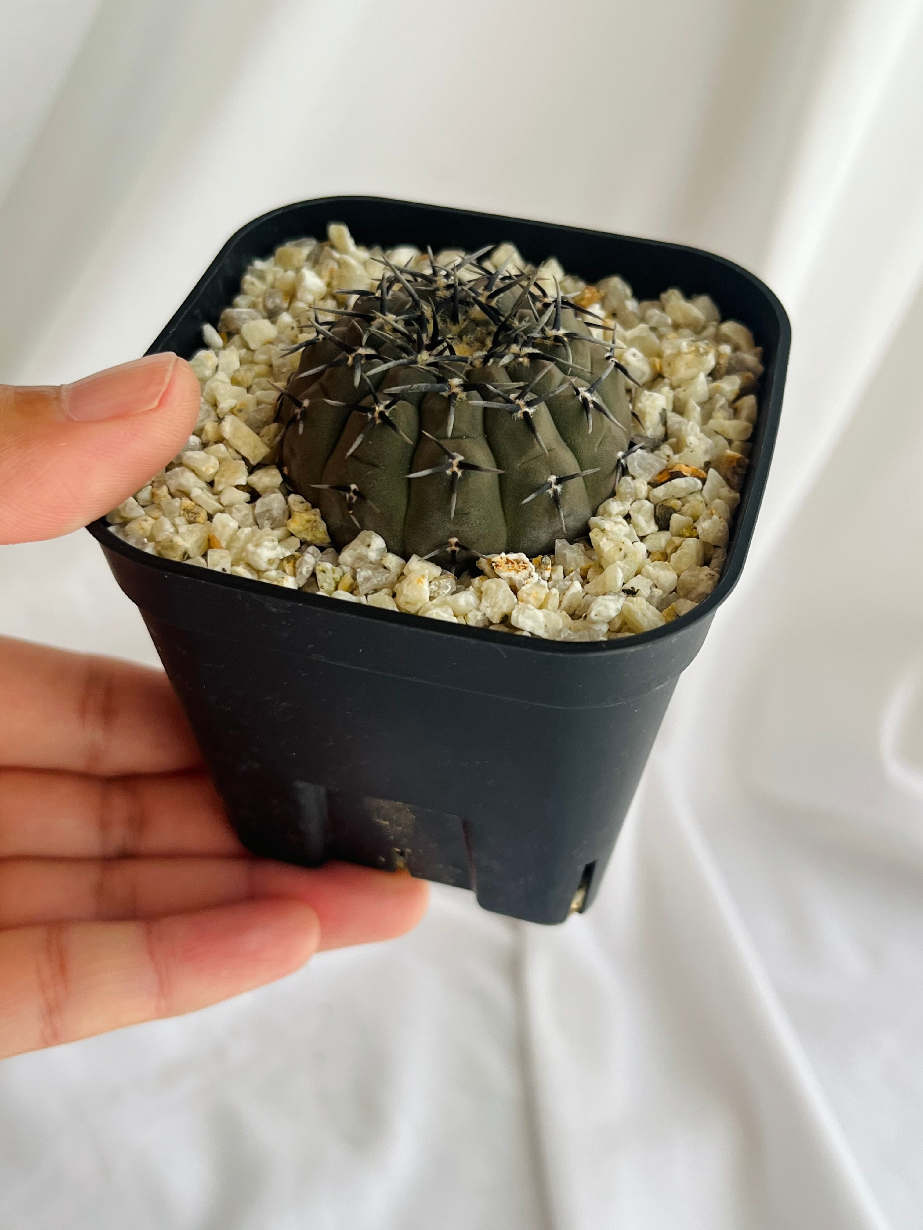 Gymnocalycium asterium ギムノカリキウム 黒刺鳳頭 サボテン | plants