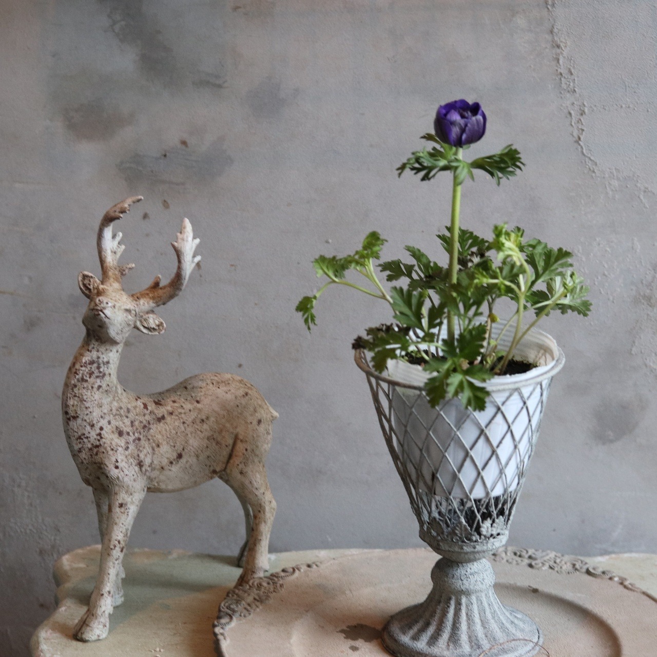 アネモネオーロラ　ムラサキ　春のお花　球根　可愛い　女性人気