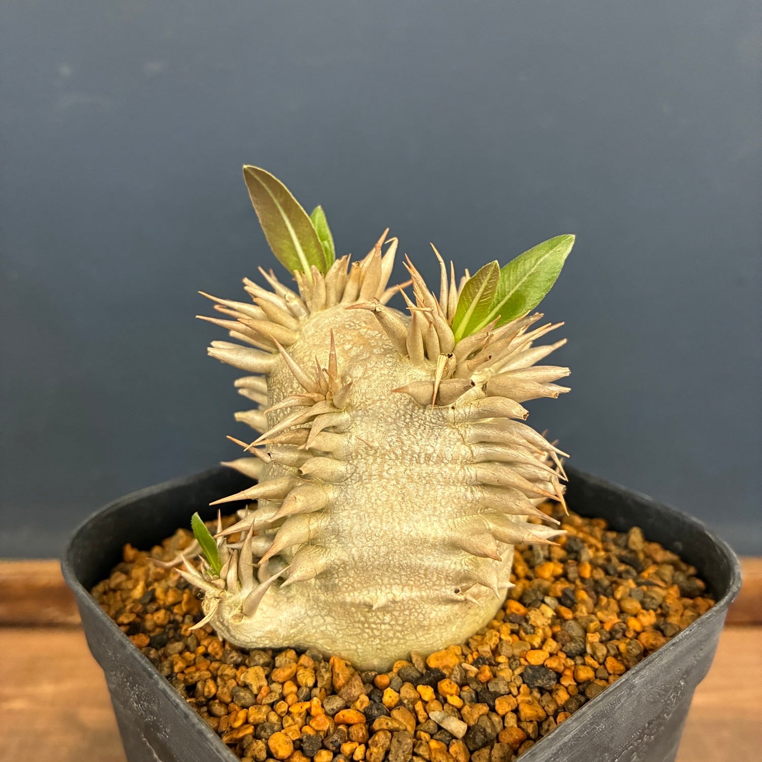新着3日限定10%OFF】パキポディウム エブレネウム【748】 | PROTOLEAF