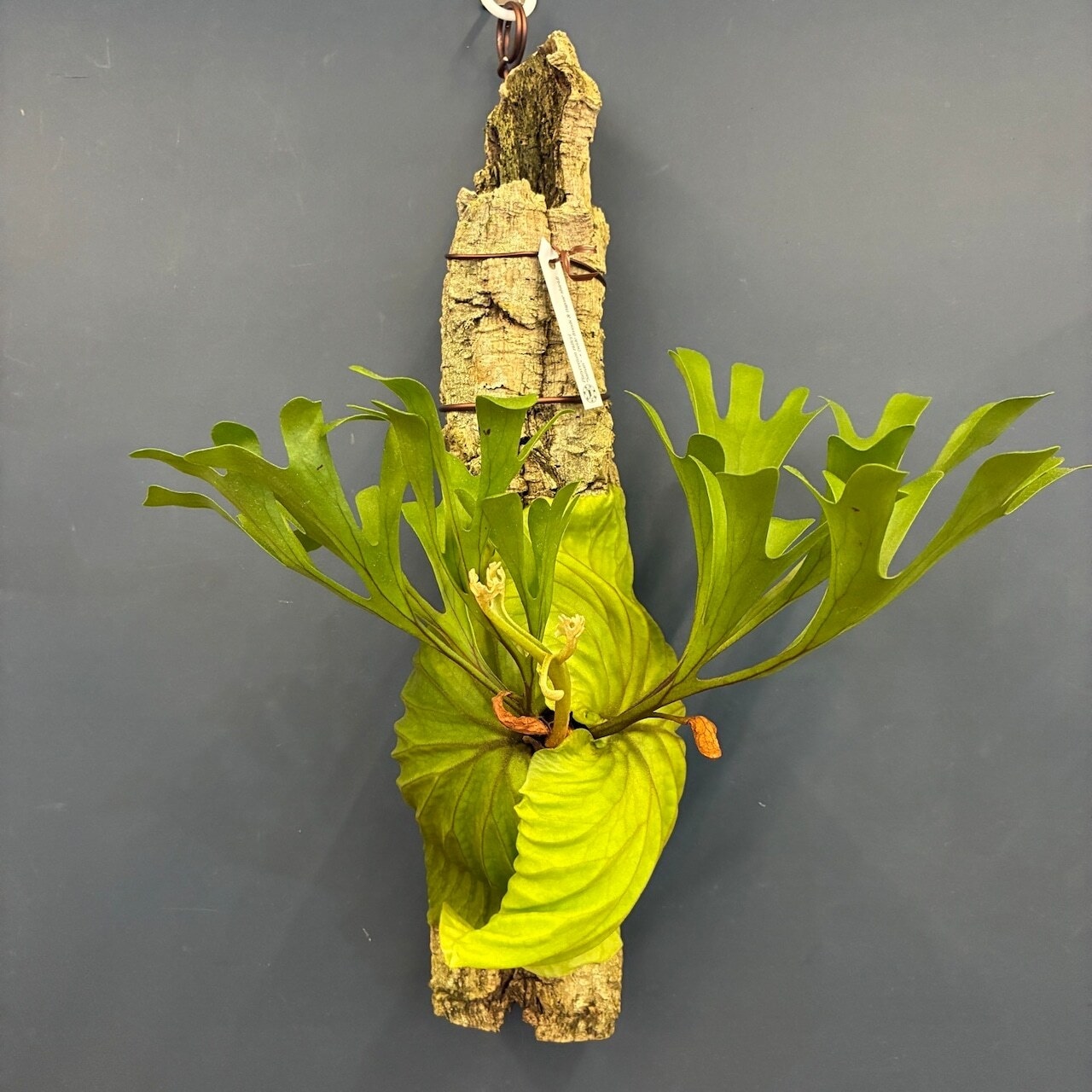 【抽選販売】【限定価格】【伊藤蟻】ビカクシダ リドレイ "Saman"× (wide fronds & rugose shield) 着生仕立て(限定1)