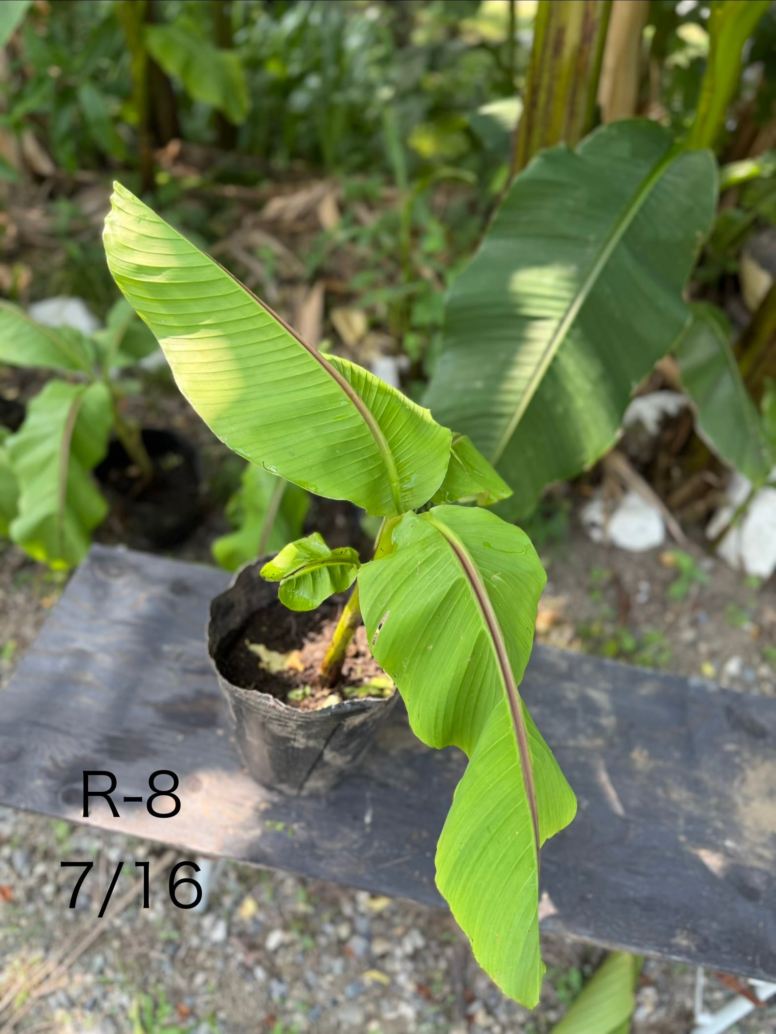 芭蕉 ジャパニーズバナナ 苗 A-9【鉢底から計測】 約80cm前後 | BurnsGREEN