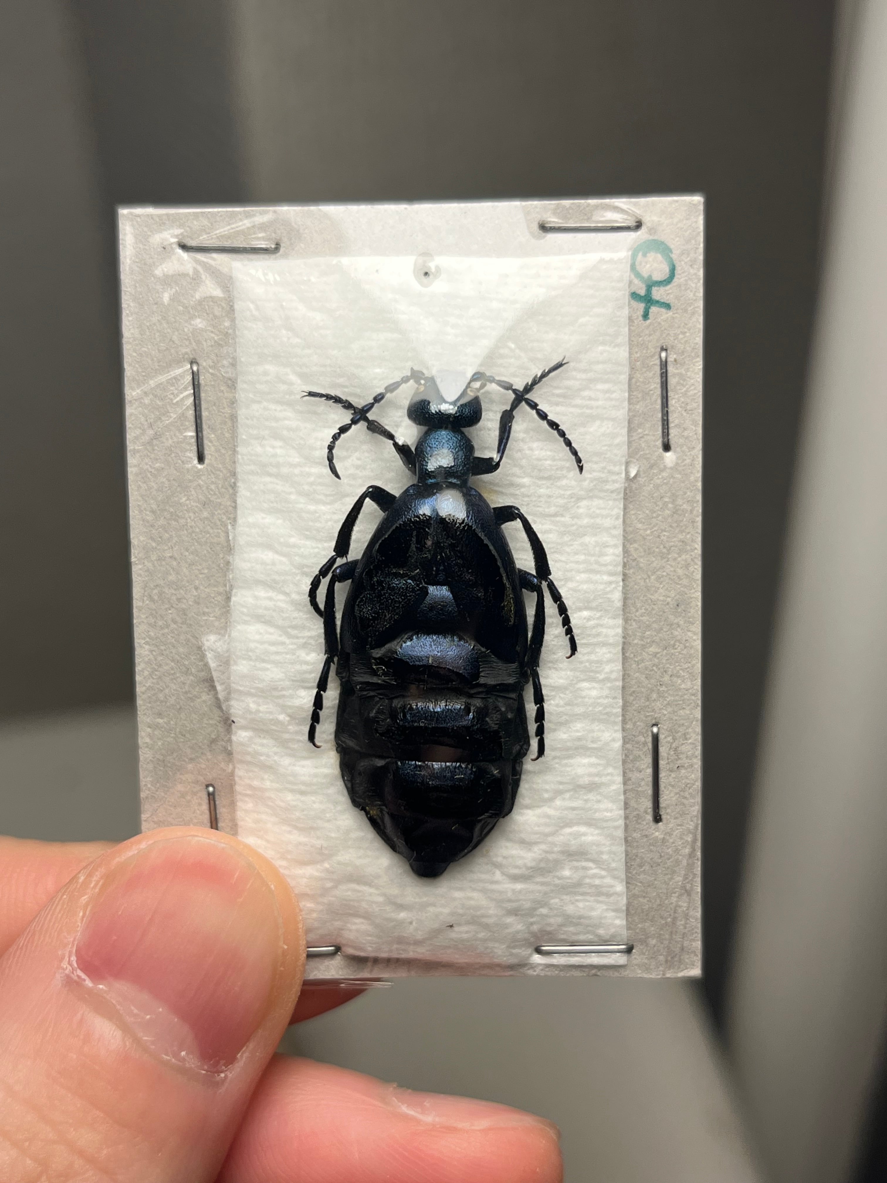 蝸牛被最大種】フクエマイマイカブリ ホンマイマイカブリ 昆虫標本