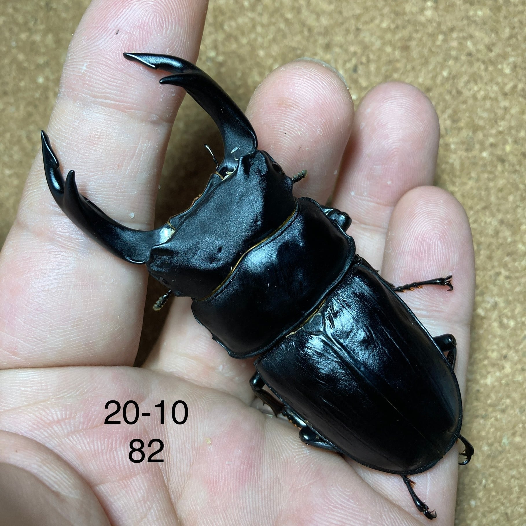 オオクワガタ.マツノインセクト久留米血統♂77.3mmペア