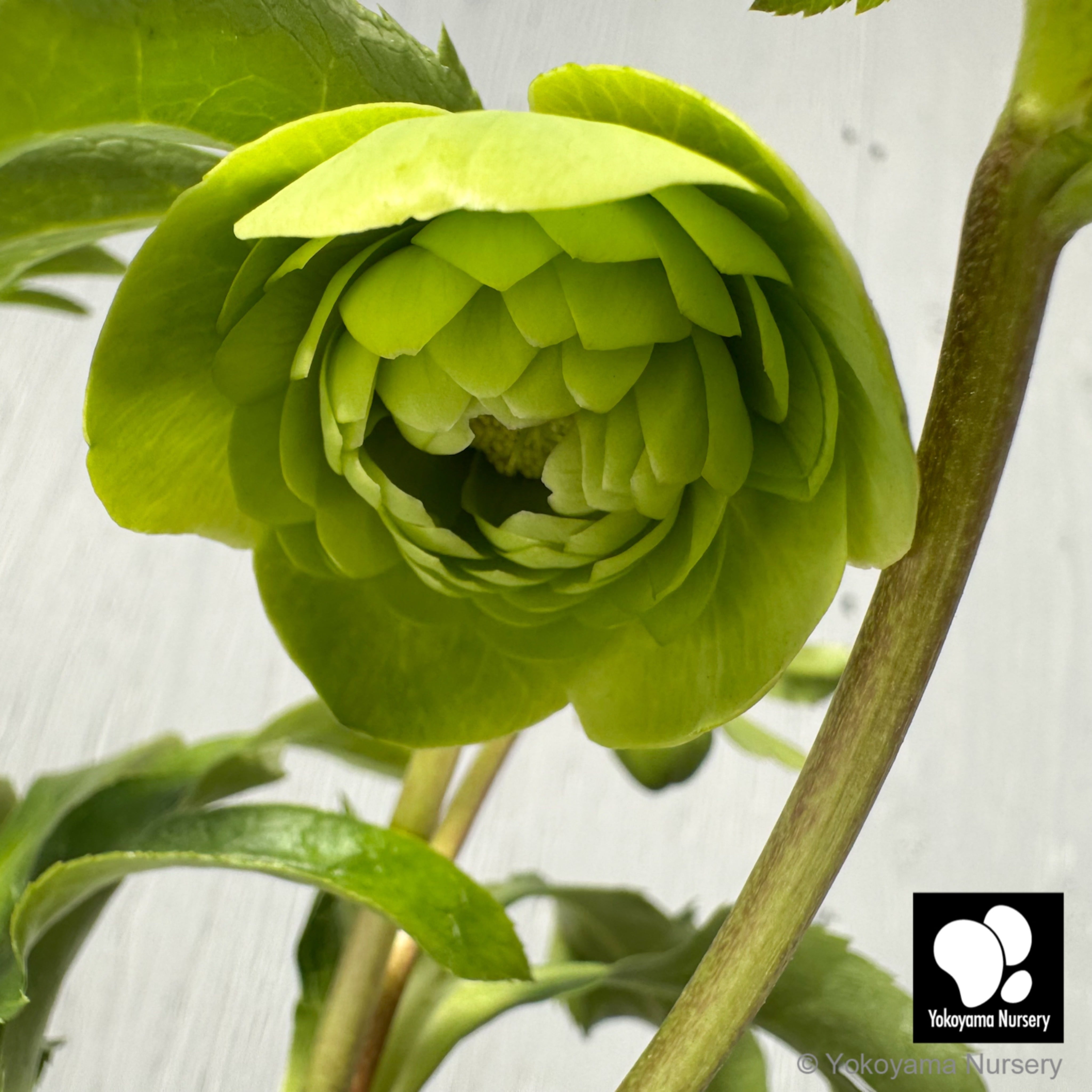 横山園芸 グリーンベインフラッシュ 開花株 現品 匿名発送 横山園芸