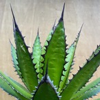 Agave horrida【アガベ・ホリダ】