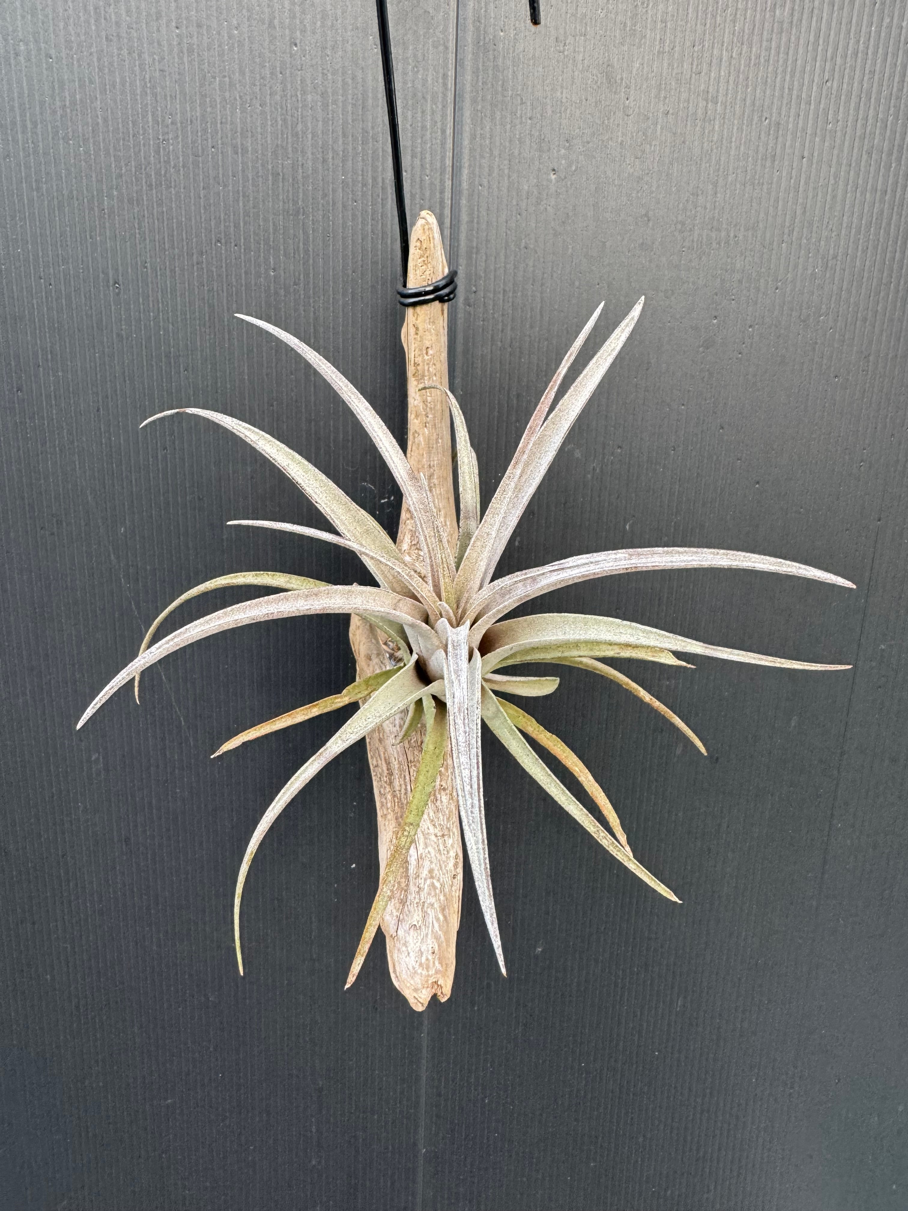 イオナンタ バンハイニンギー 斑入り③ ionantha v. vanhyningii