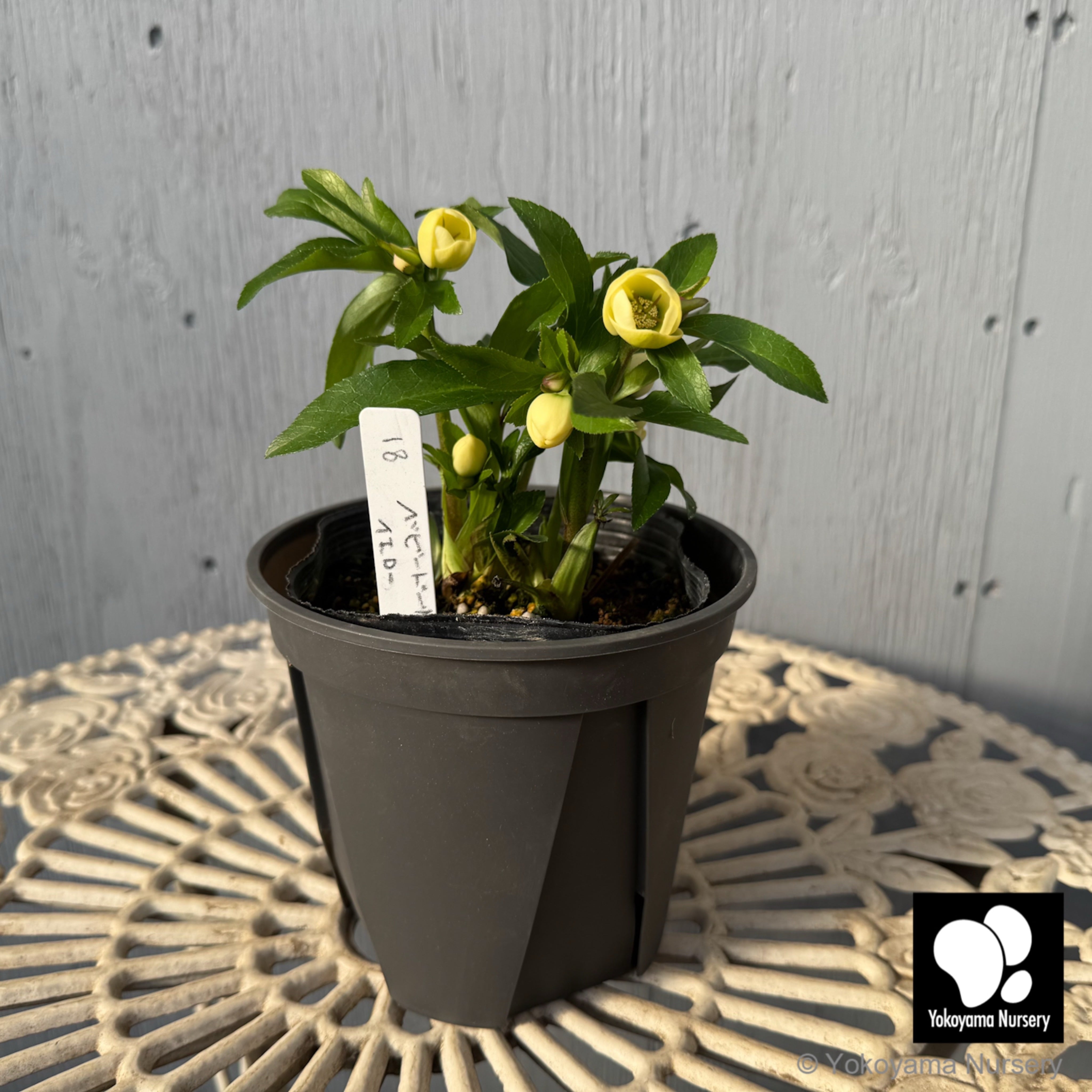 抽選販売】［18］ クリスマスローズ ベビードール イエロー 4.5号