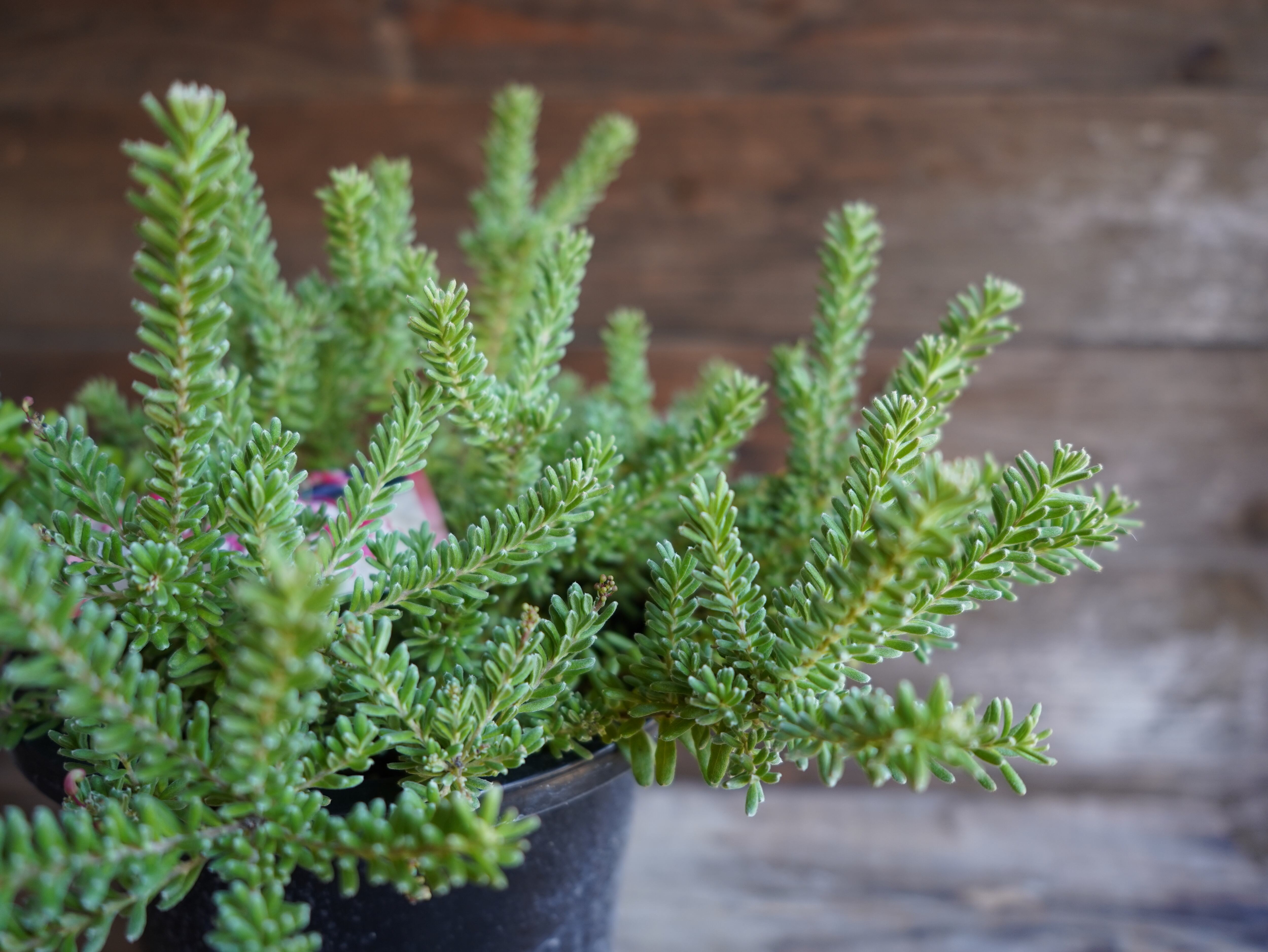 【現物】グレビレア ”ラニゲラ” C