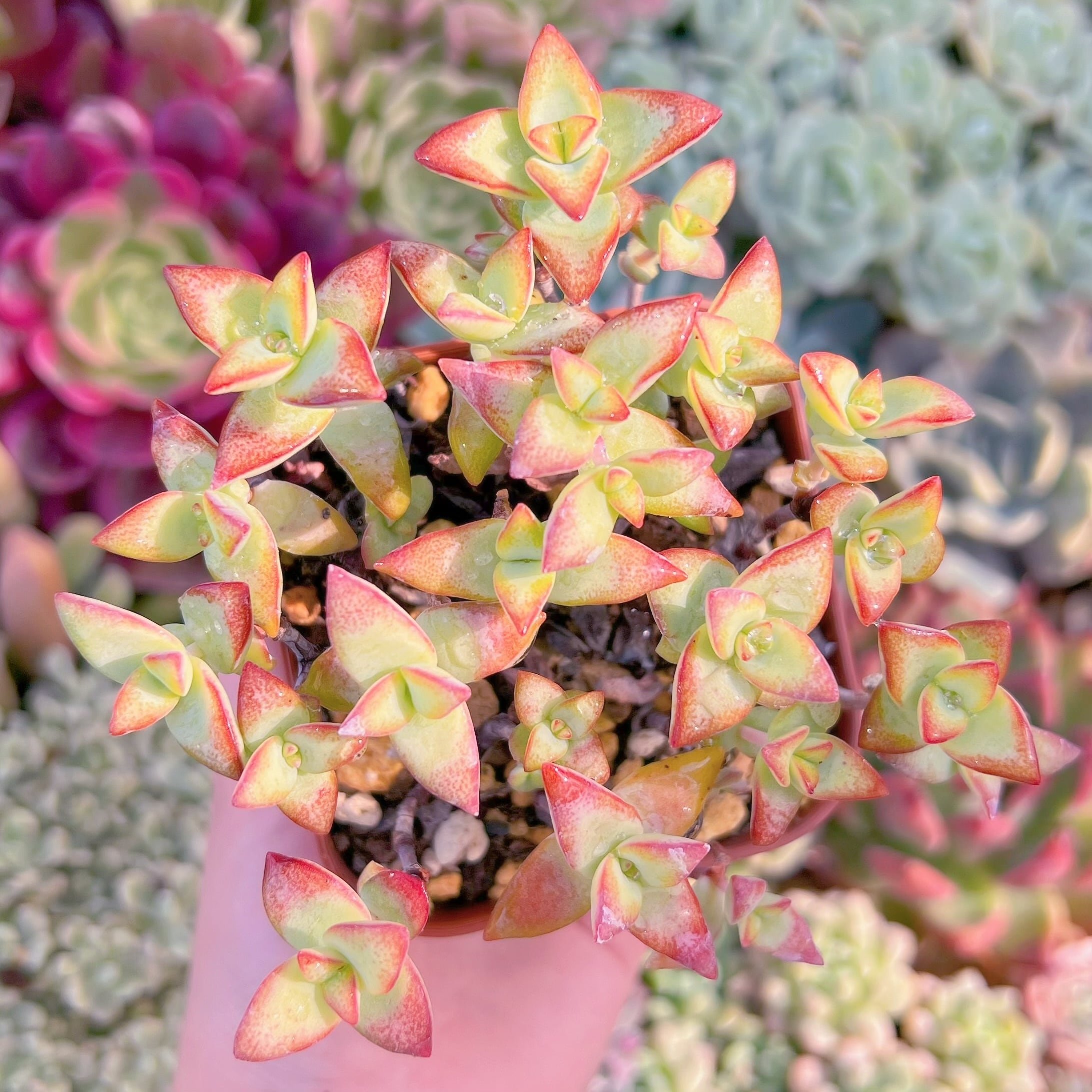 現品　Love Letter#912　古株　るる農園