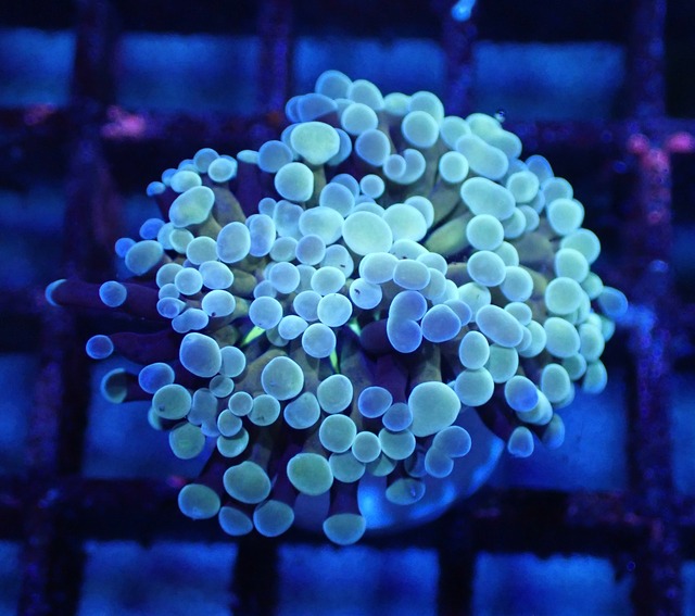 ParaAncora RareColor 6