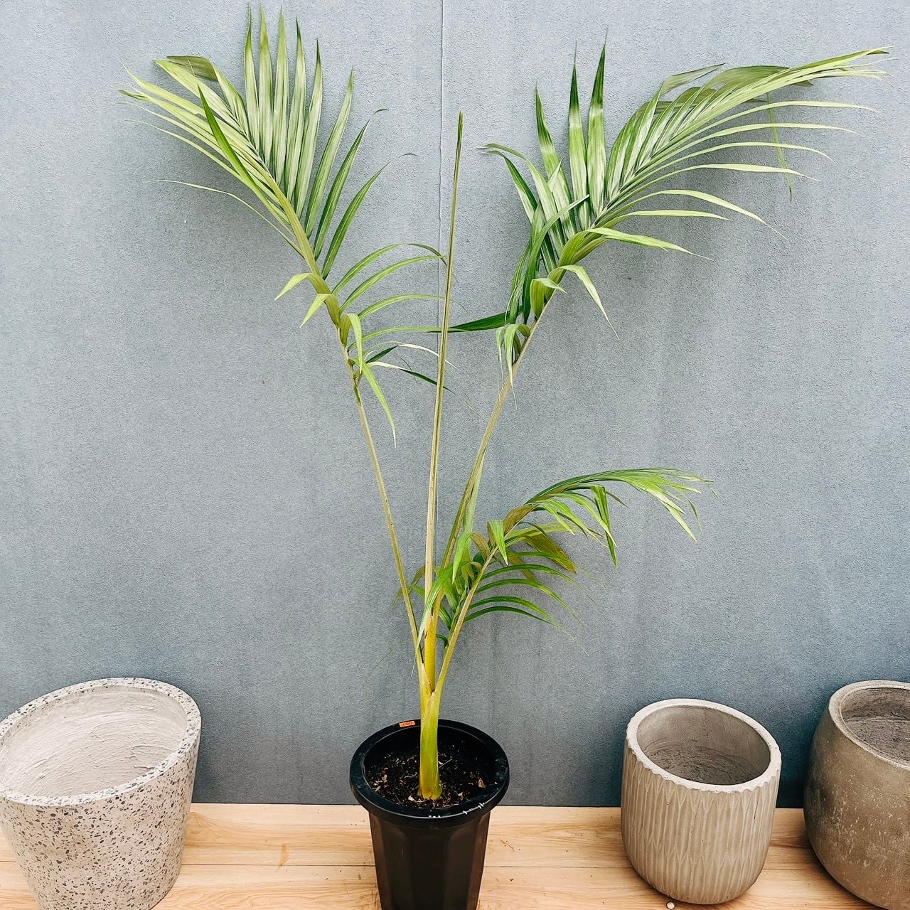 現品］3番 ドラセナ コンシンネ レインボー 8号 観葉植物 室内