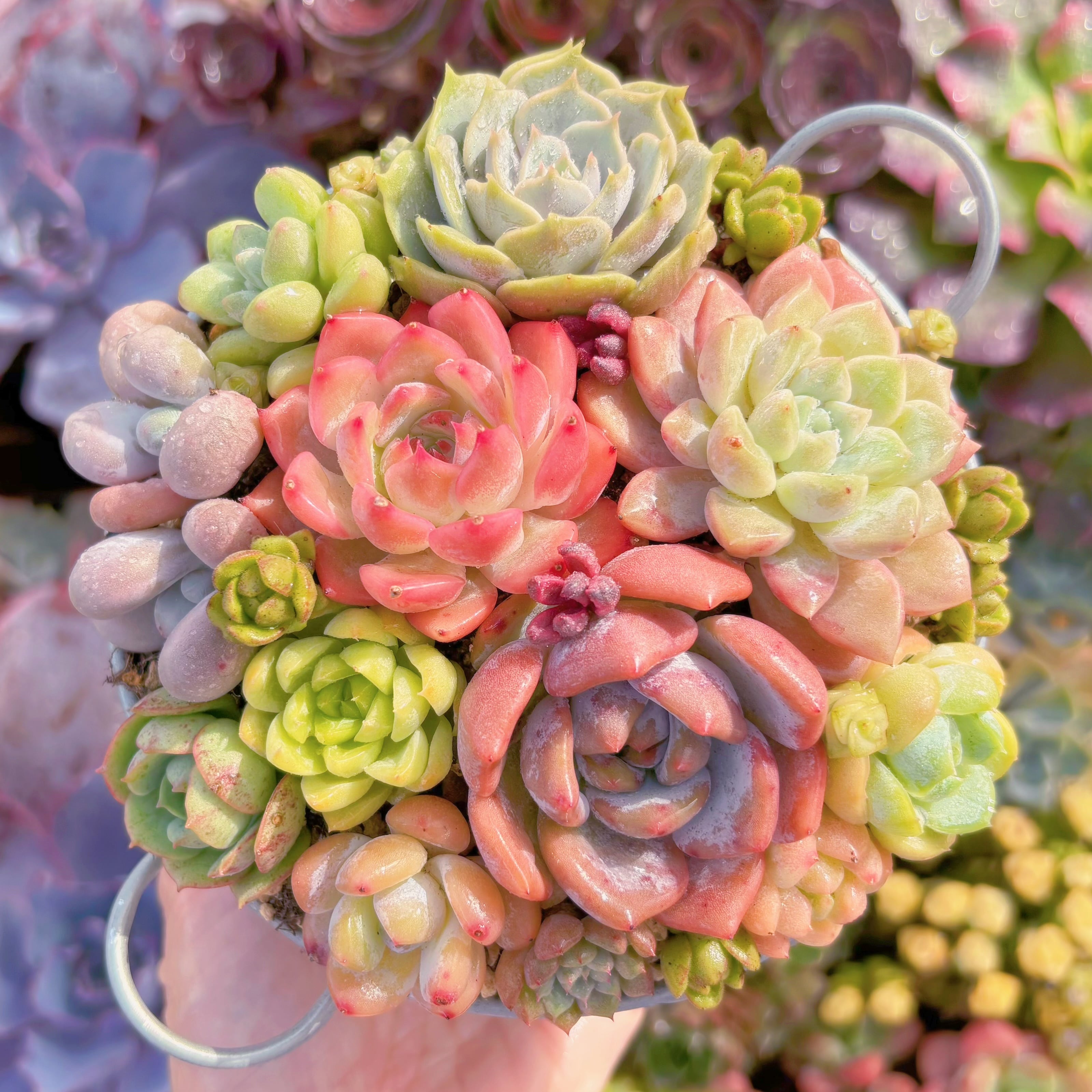 現品　寄せ植えセット#C04　るる農園